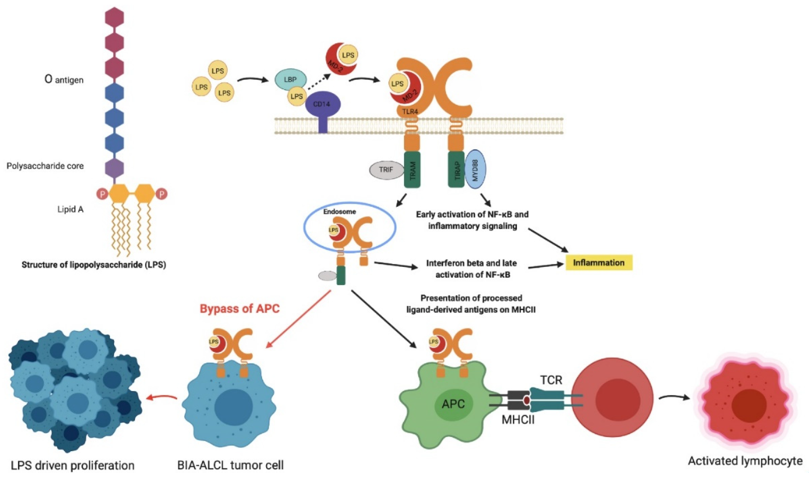 Cancers 13 05298 g007 Cancers 13 05298 g007