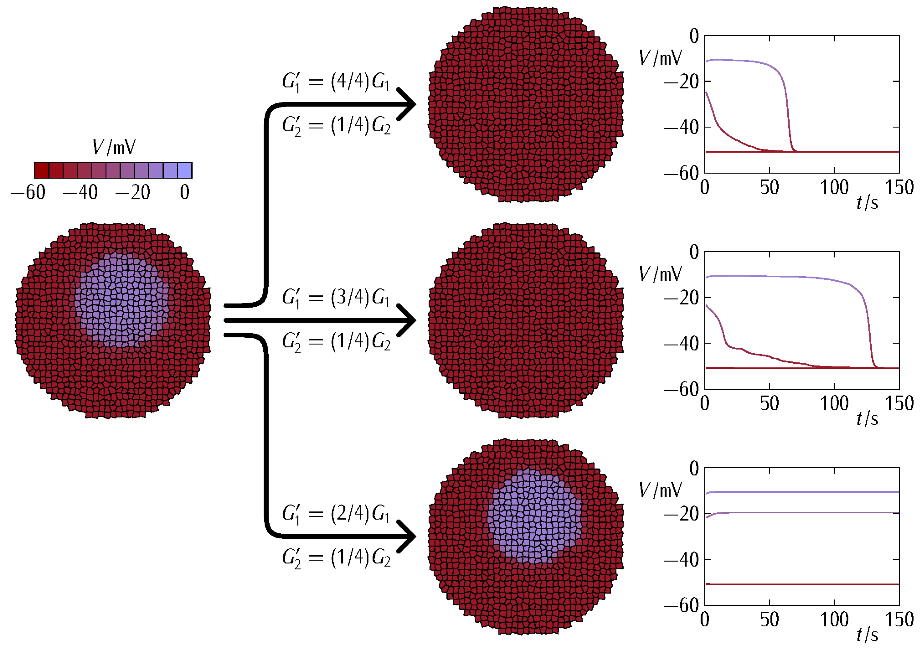 Cancers 13 05300 g005