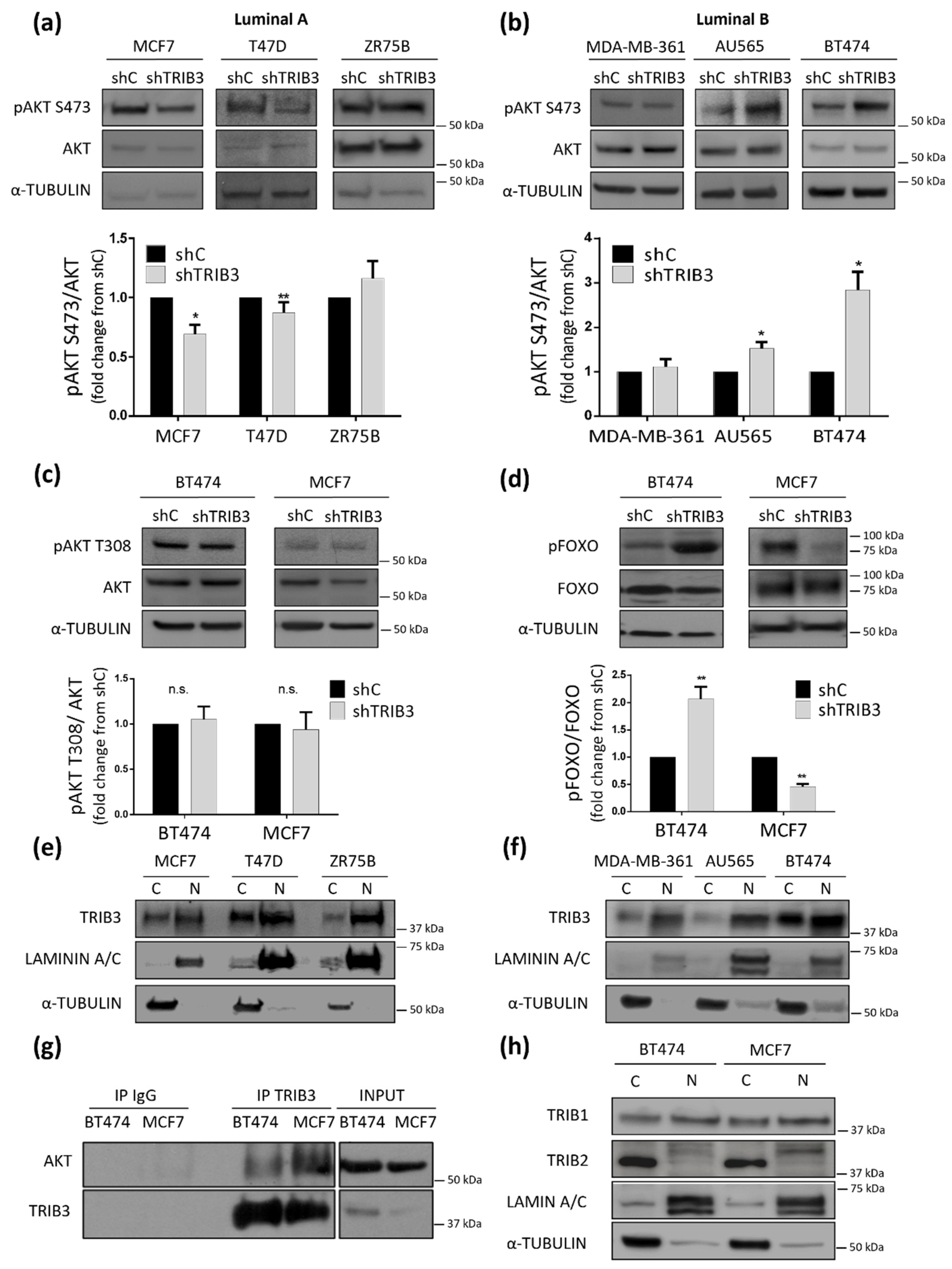 Cancers 13 05307 g002