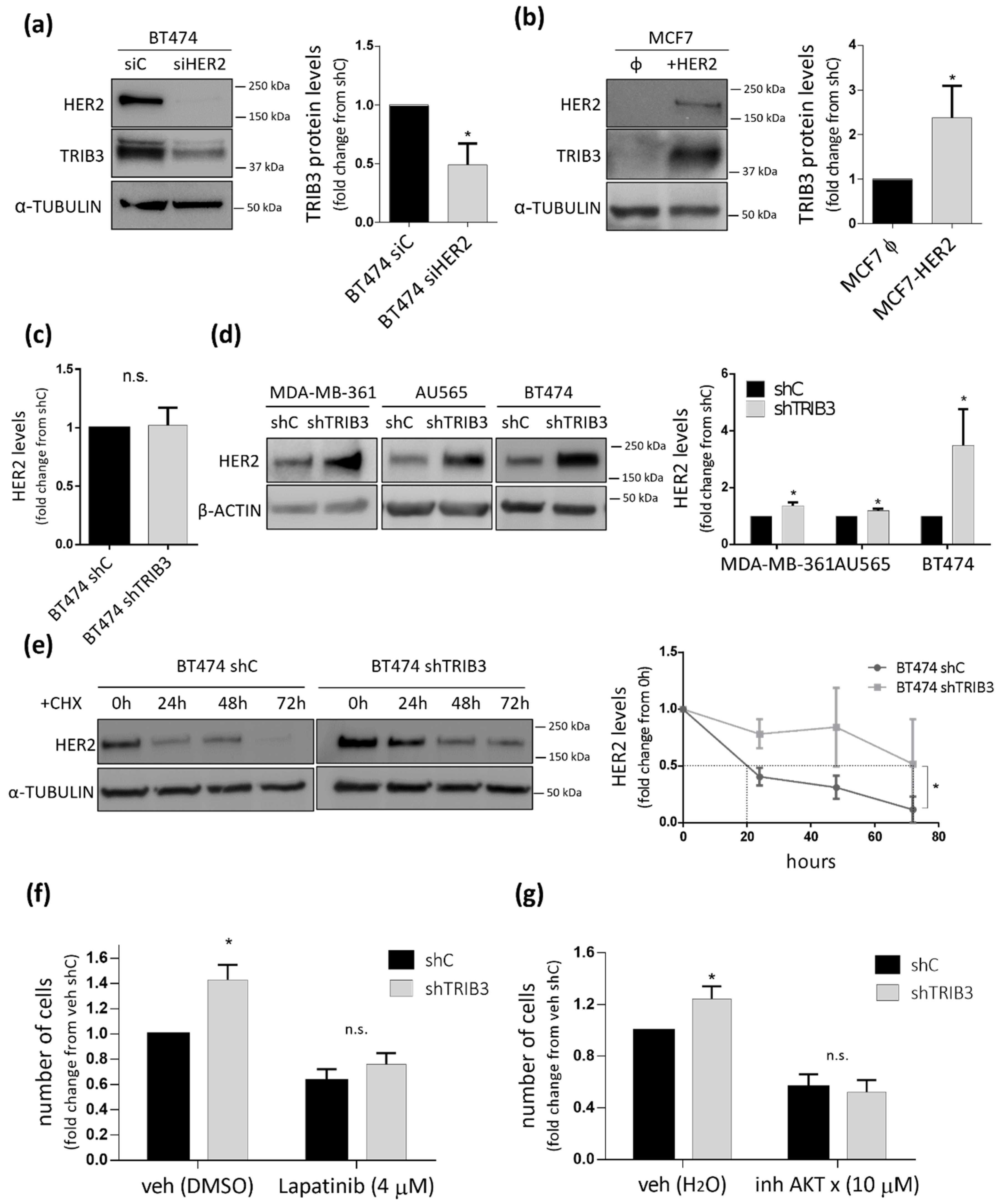Cancers 13 05307 g004
