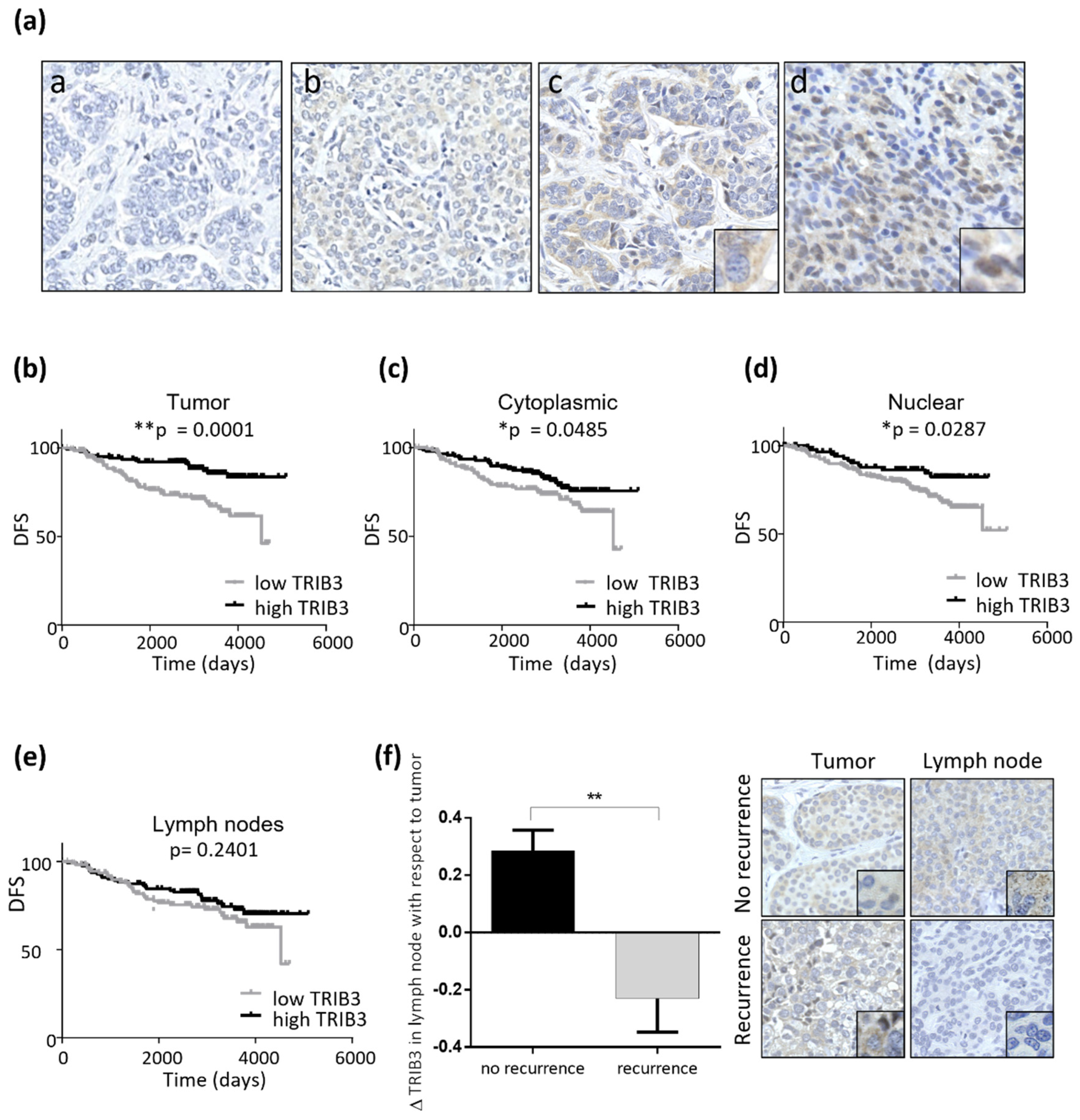 Cancers 13 05307 g005