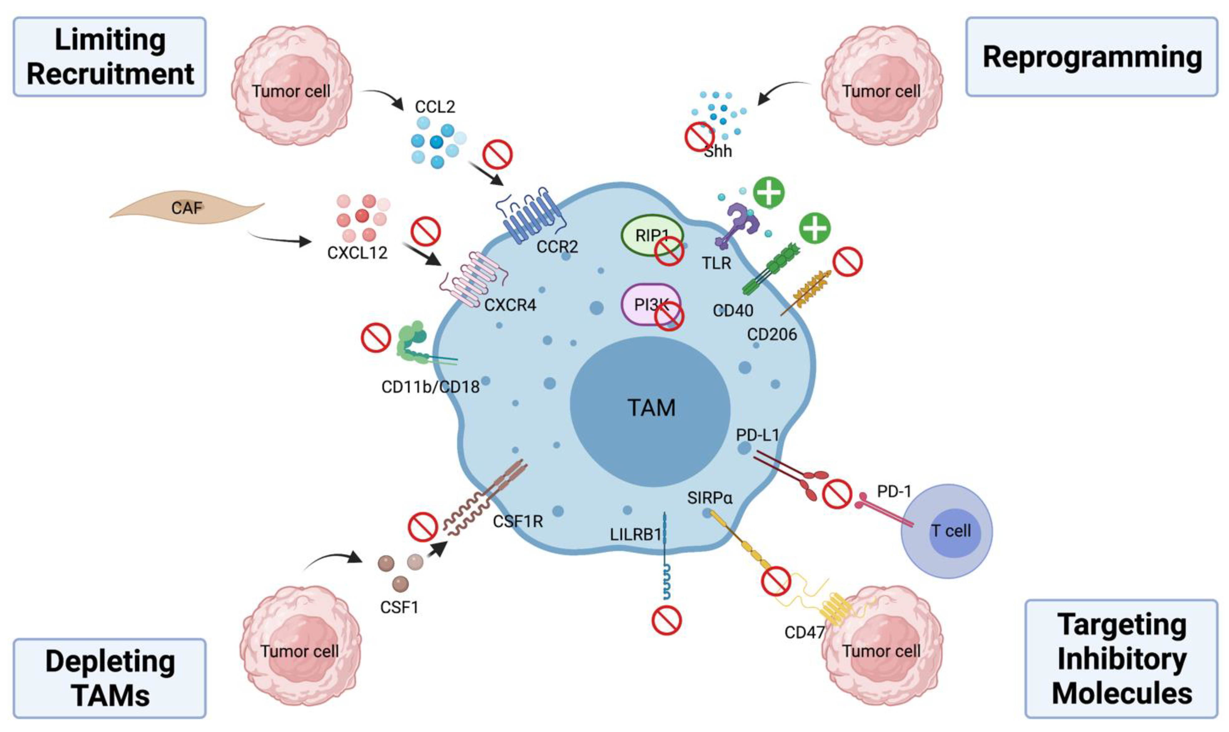 Cancers 13 05318 g002