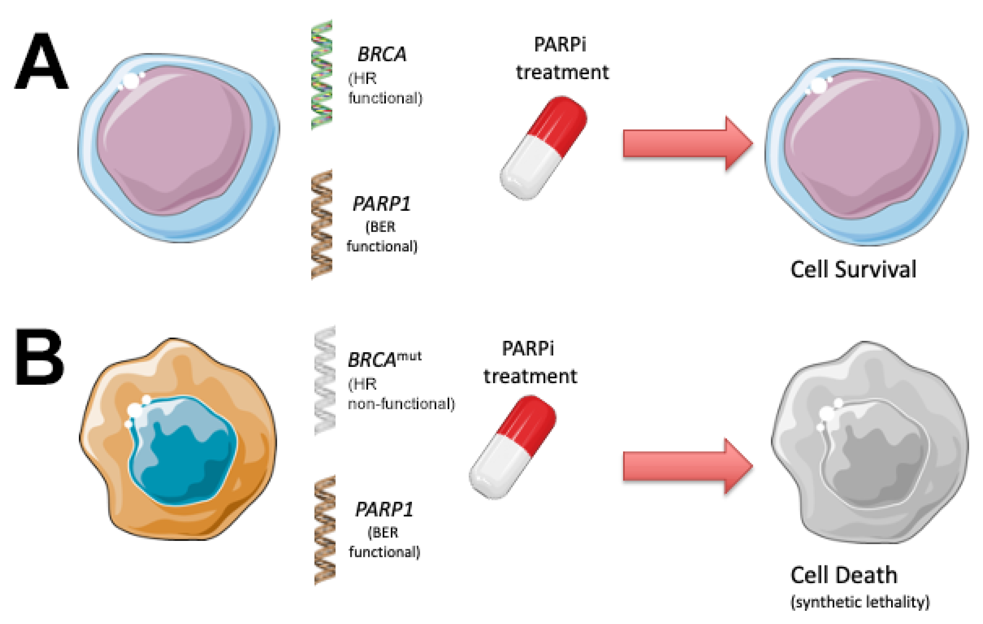 Cancers 13 05328 g003