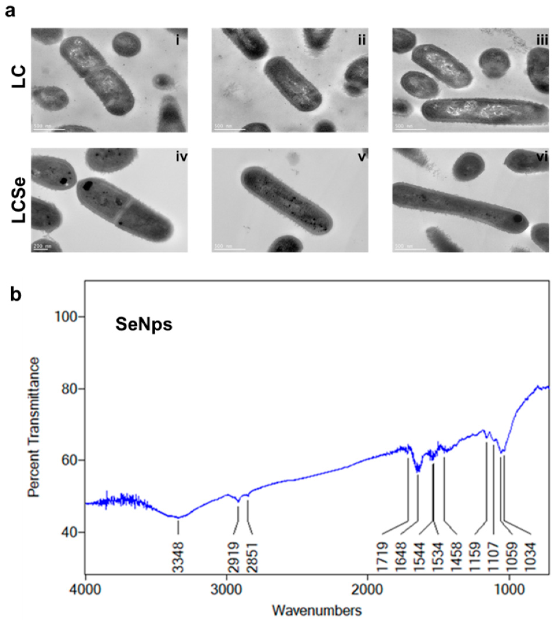 Cancers 13 05335 g001