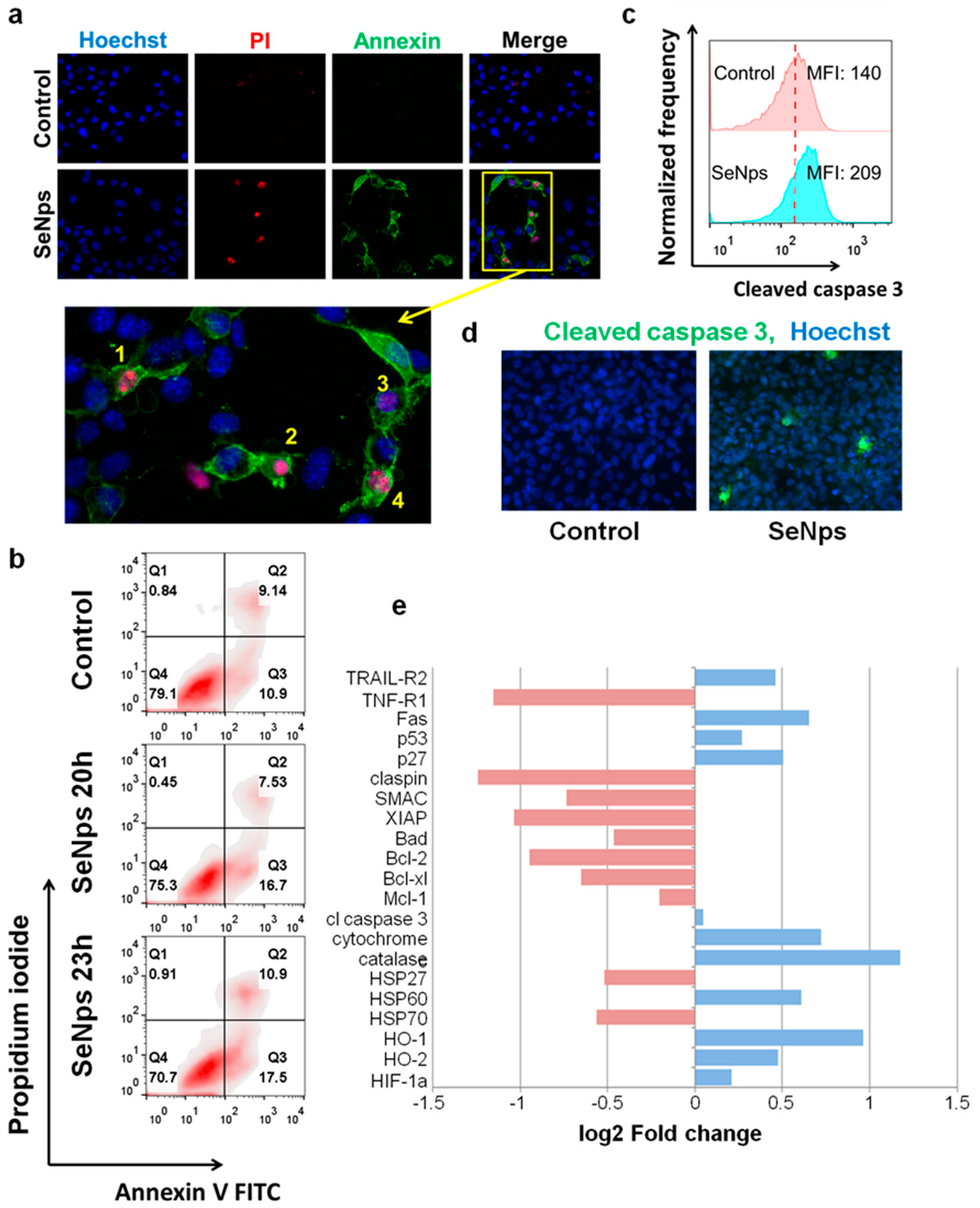 Cancers 13 05335 g003