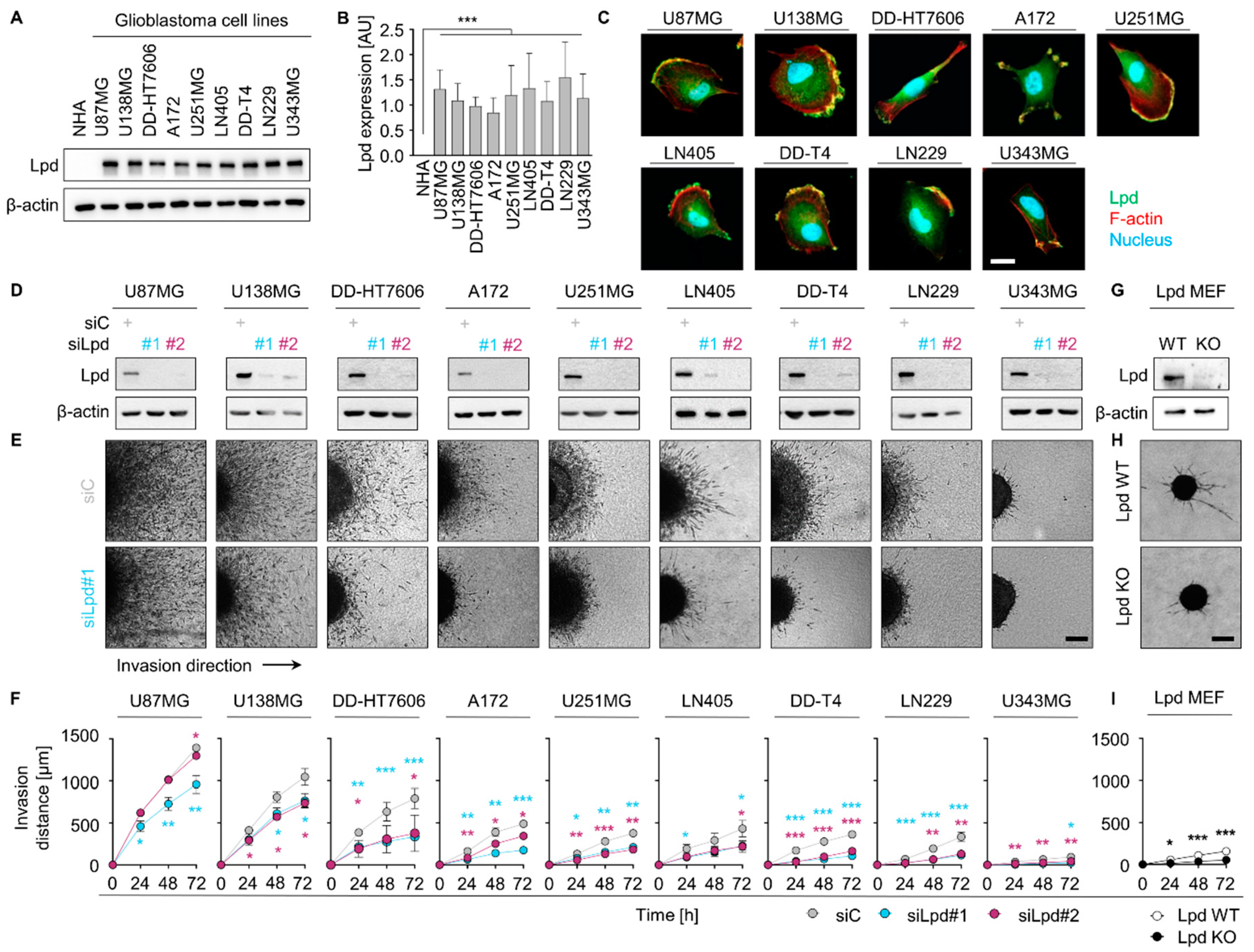 Cancers 13 05337 g001
