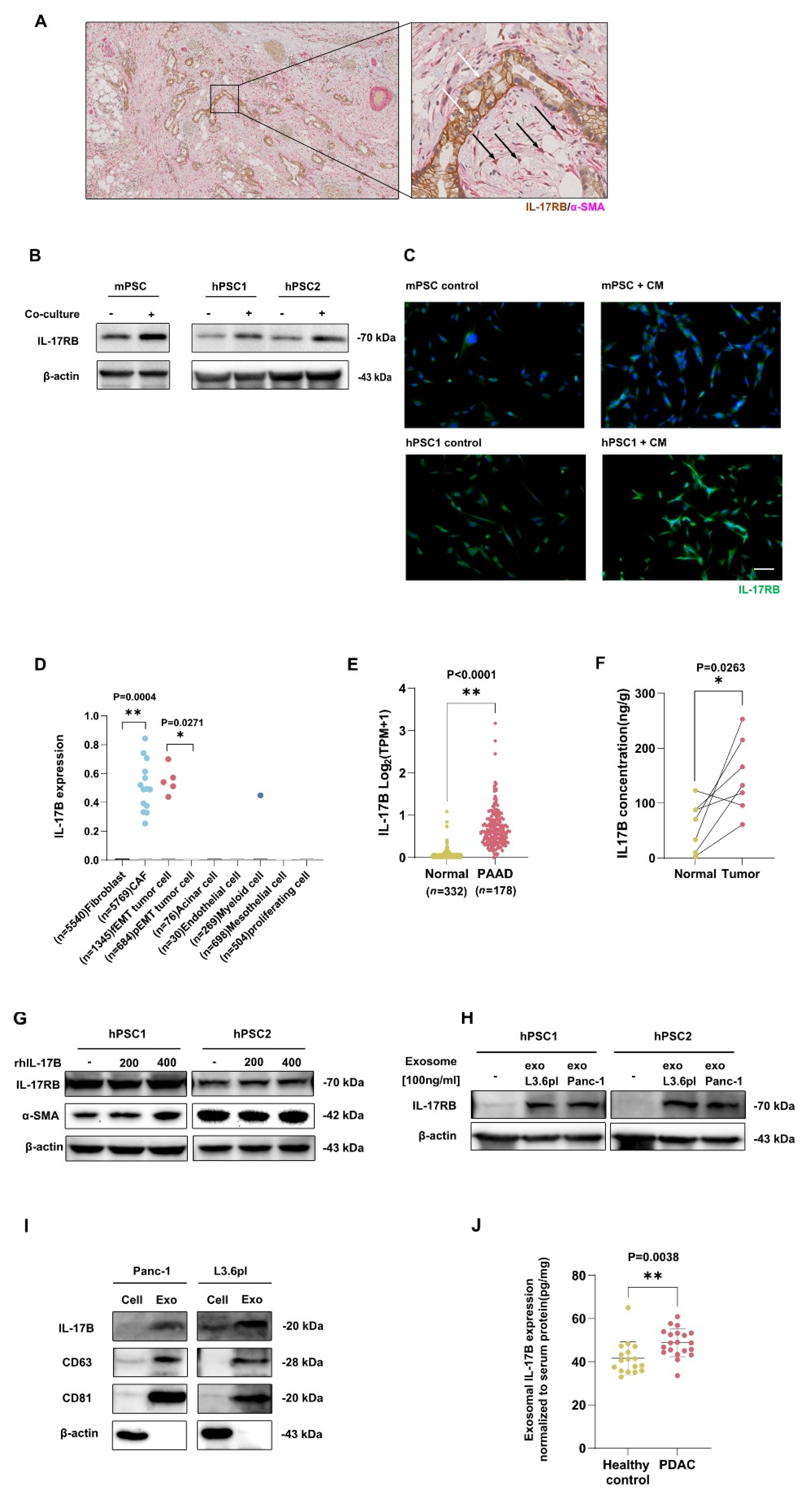 Cancers 13 05338 g001