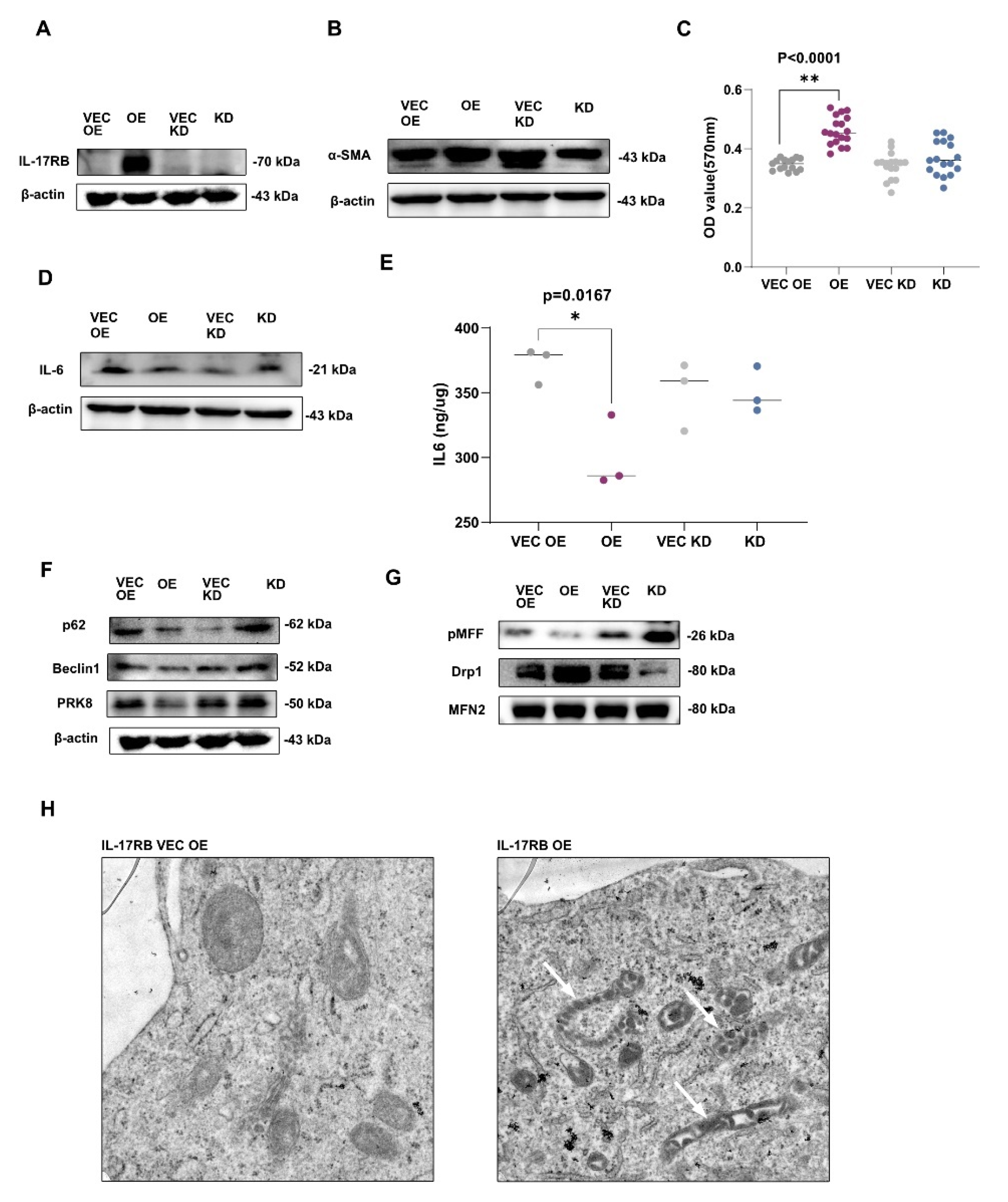 Cancers 13 05338 g002