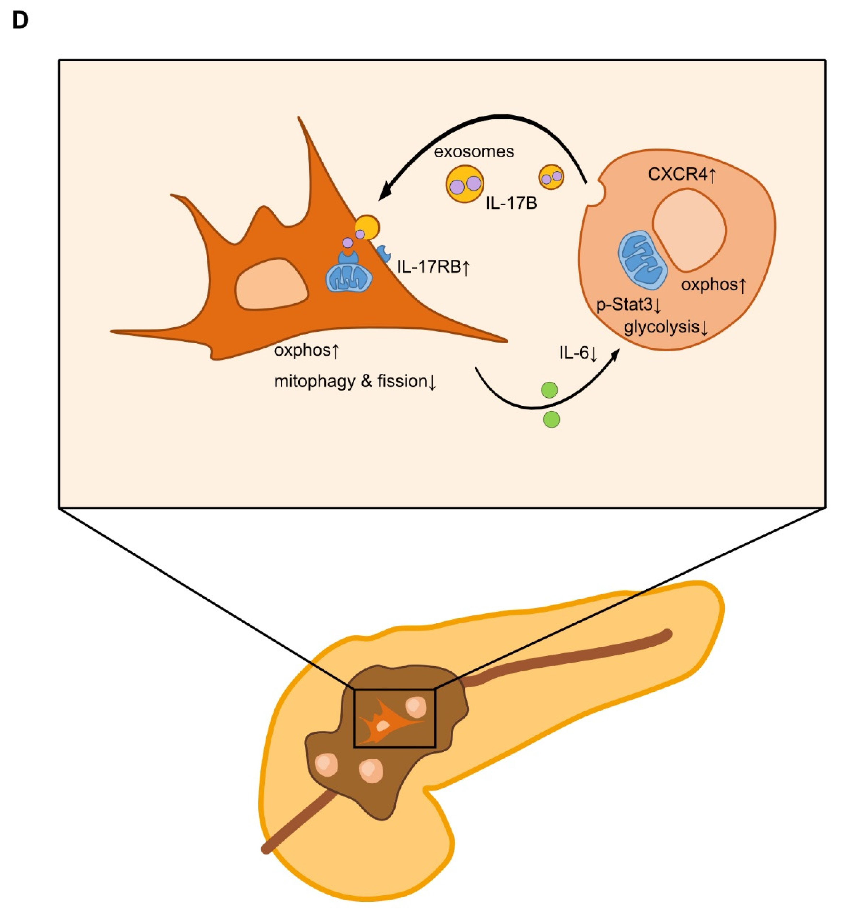 Cancers 13 05338 g006b