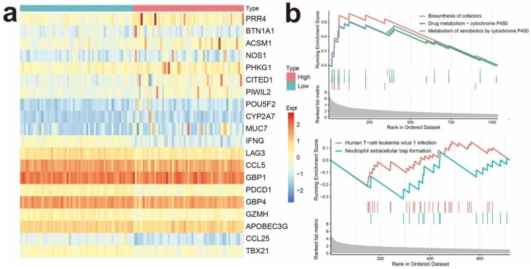 Cancers 13 05342 g004