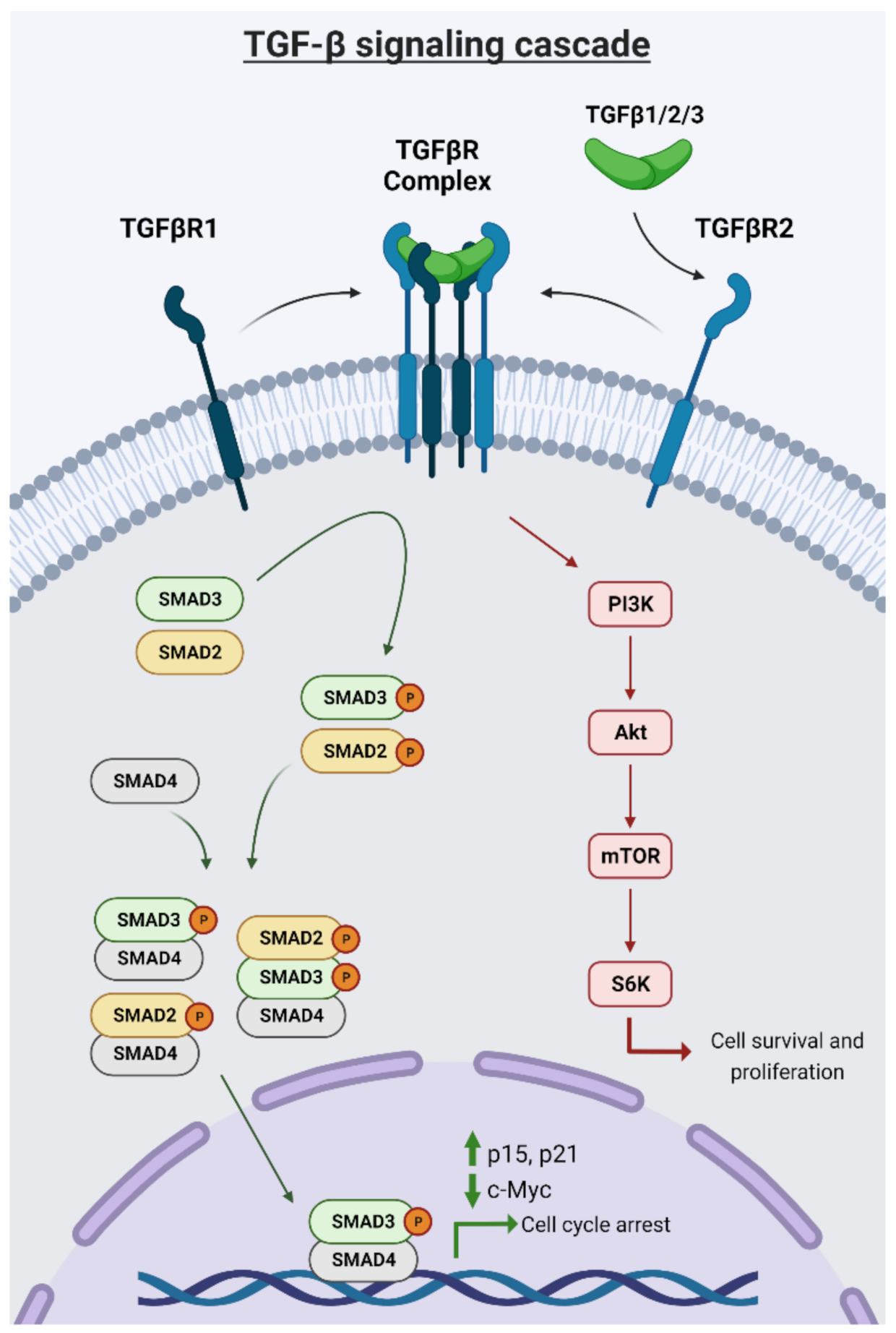 Cancers 13 05343 g001