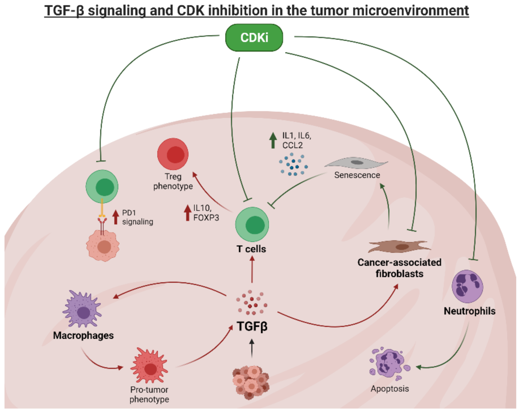Cancers 13 05343 g003