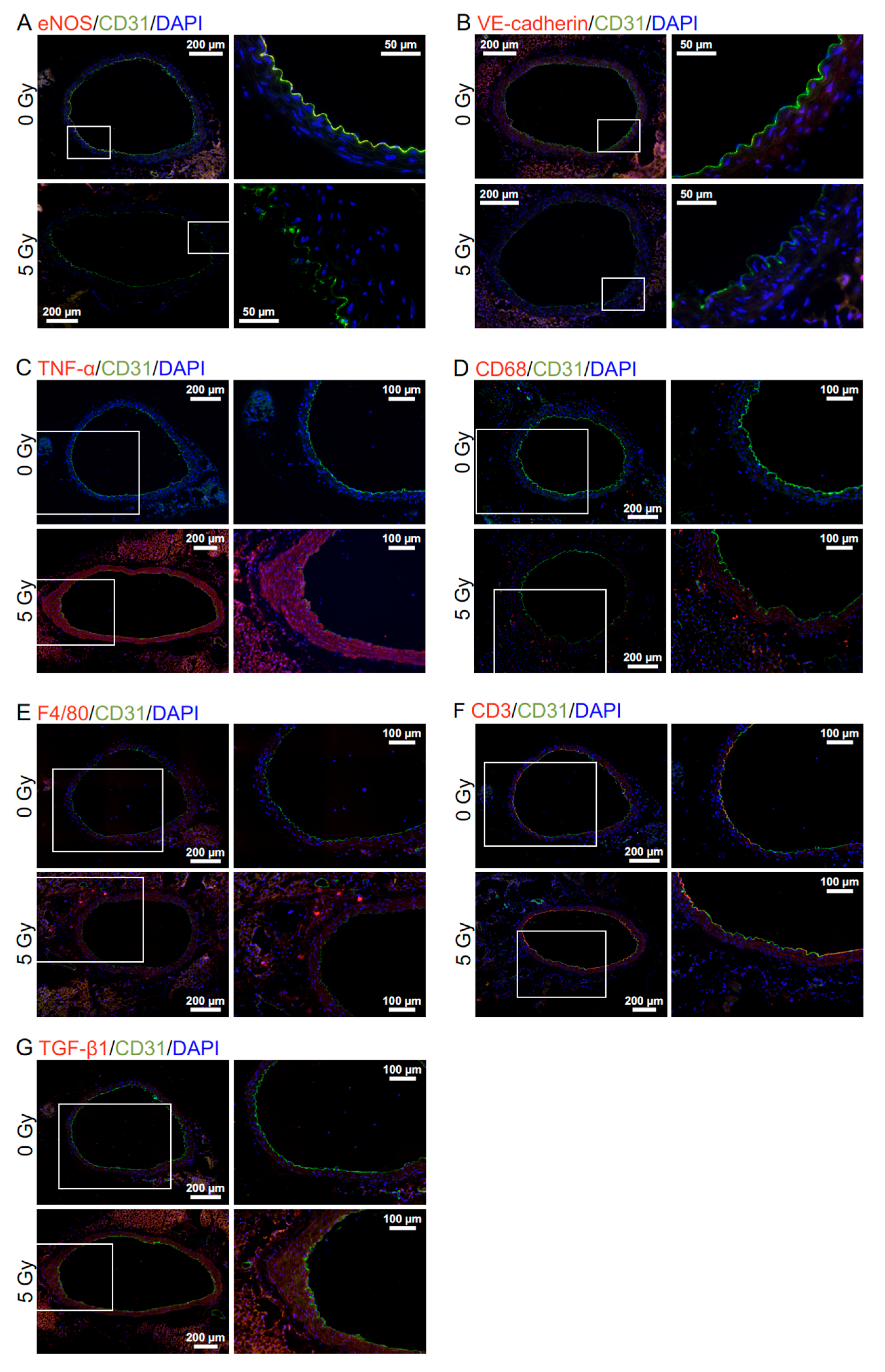 Cancers 13 05344 g002