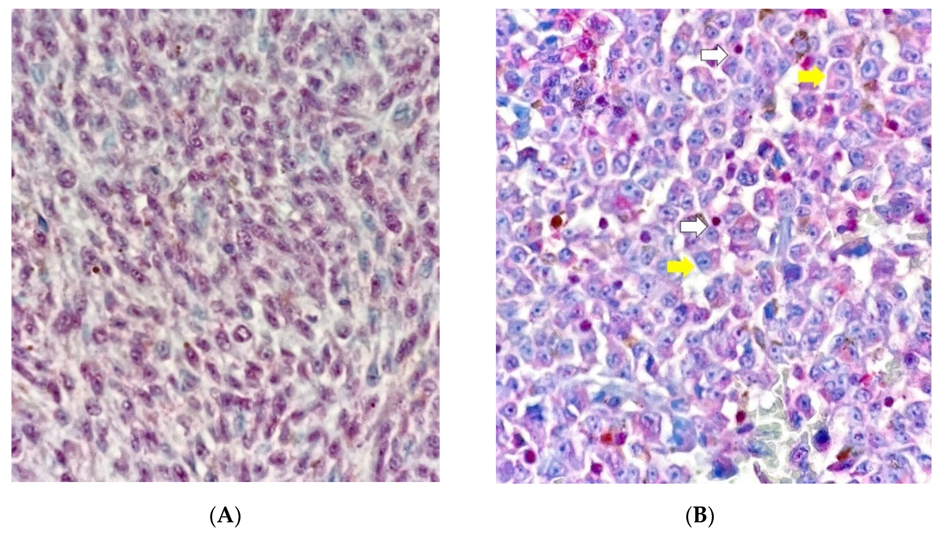 Cancers 13 05347 g003a