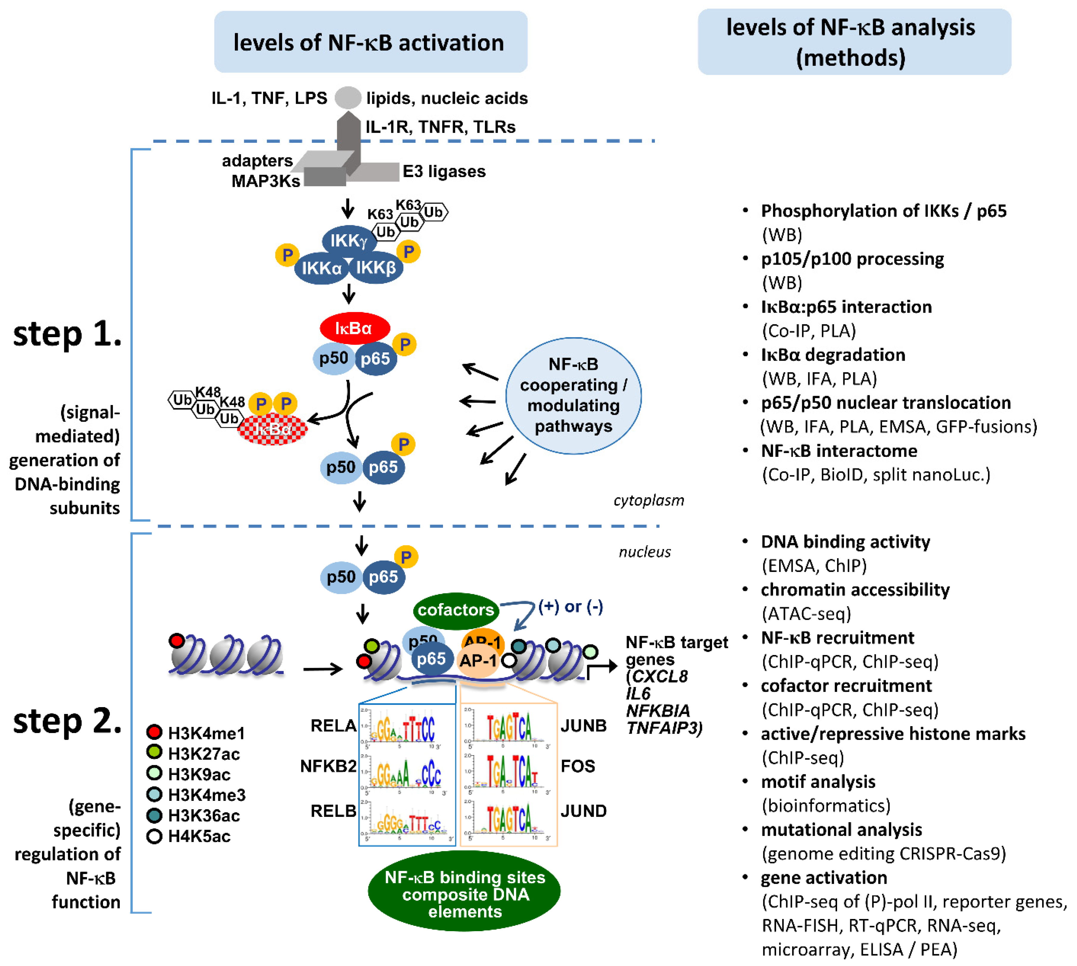 Cancers 13 05351 g002