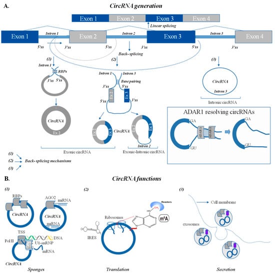 Cancers 13 05352 g001 550