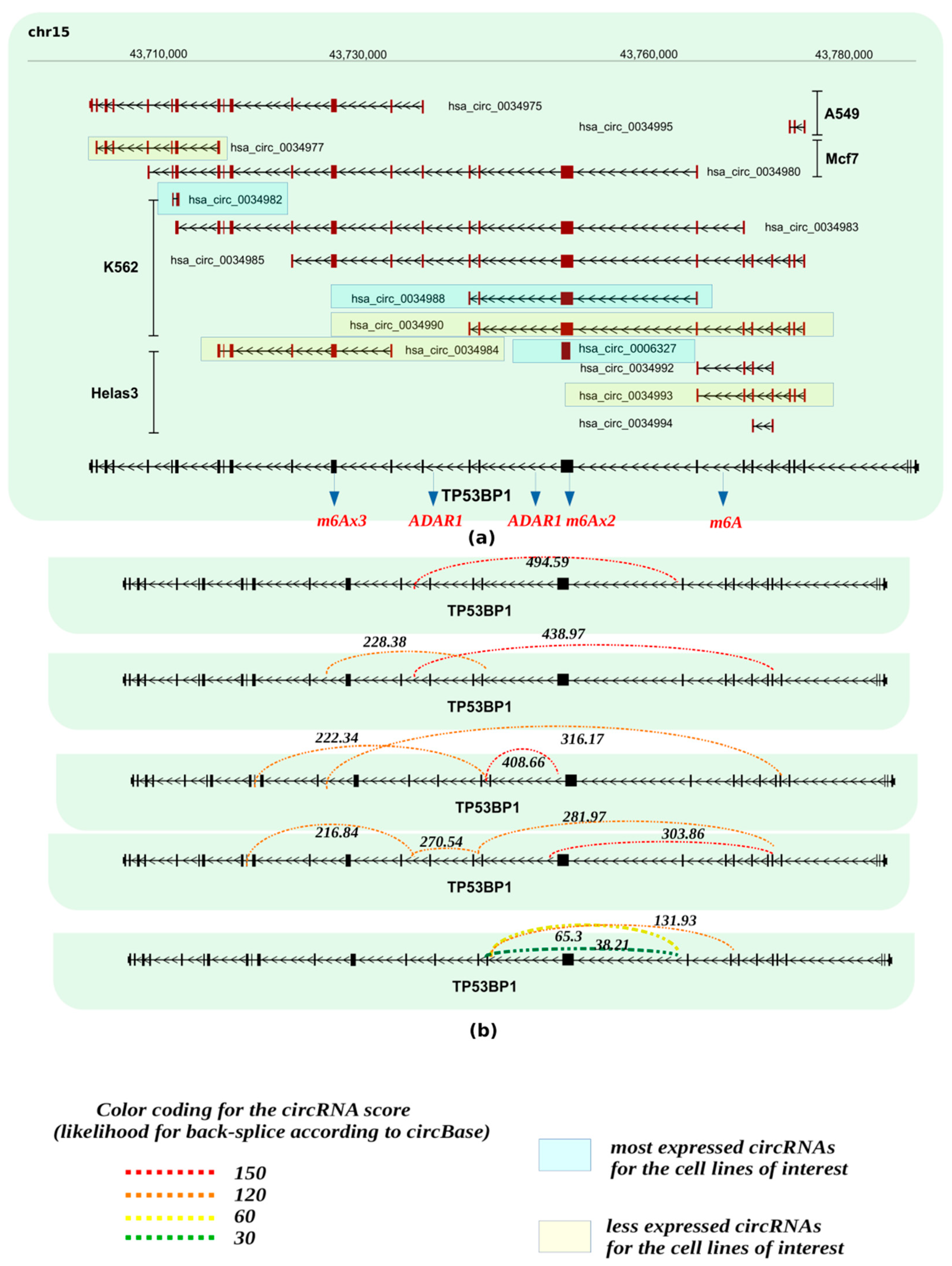 Cancers 13 05352 g003
