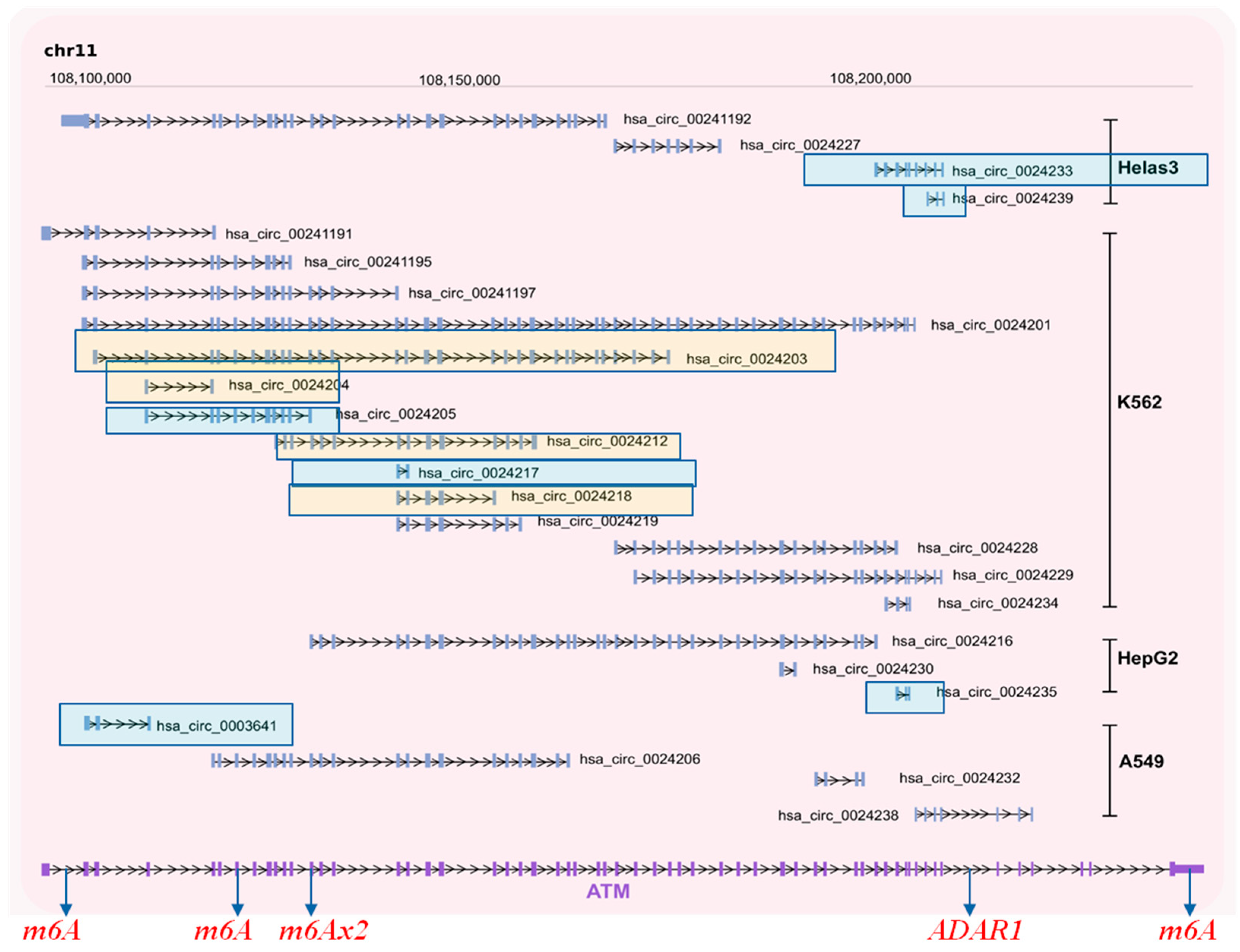 Cancers 13 05352 g004