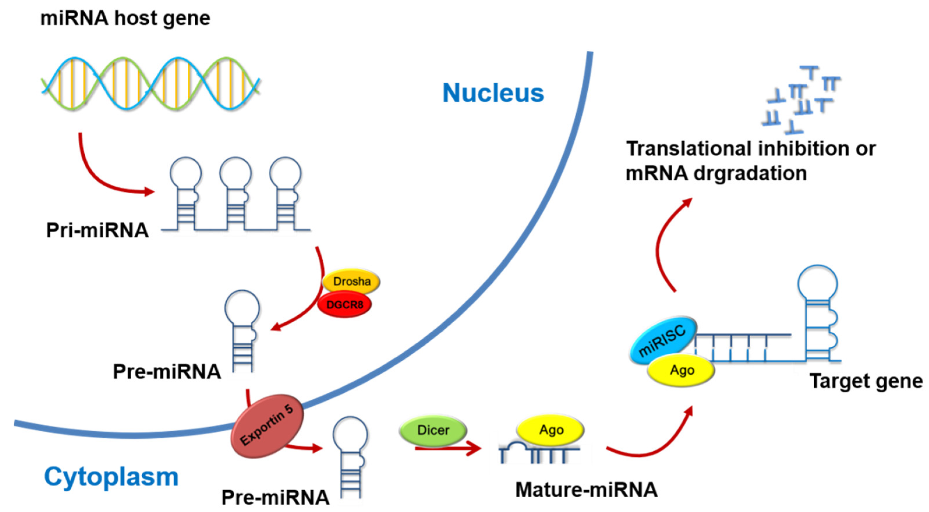 Cancers 13 05361 g001