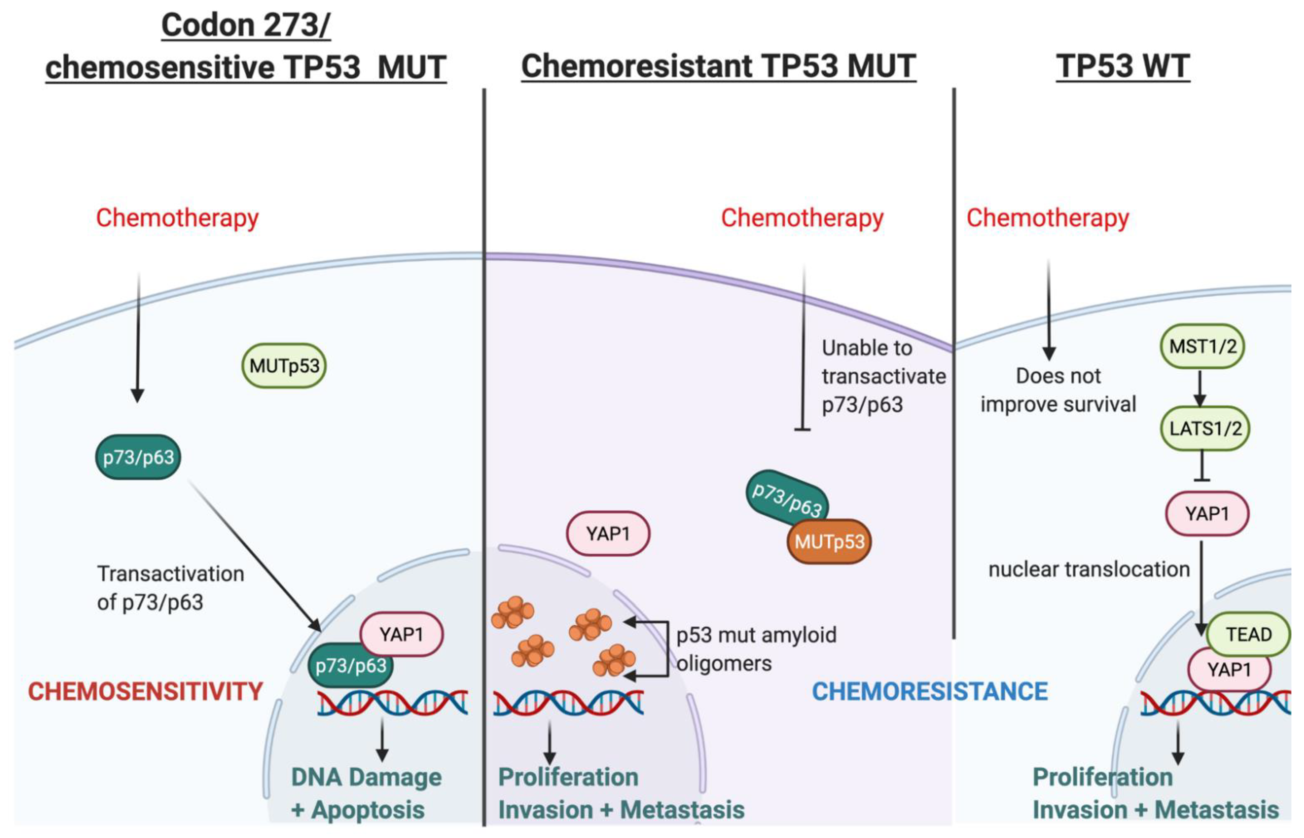 Cancers 13 05362 g010