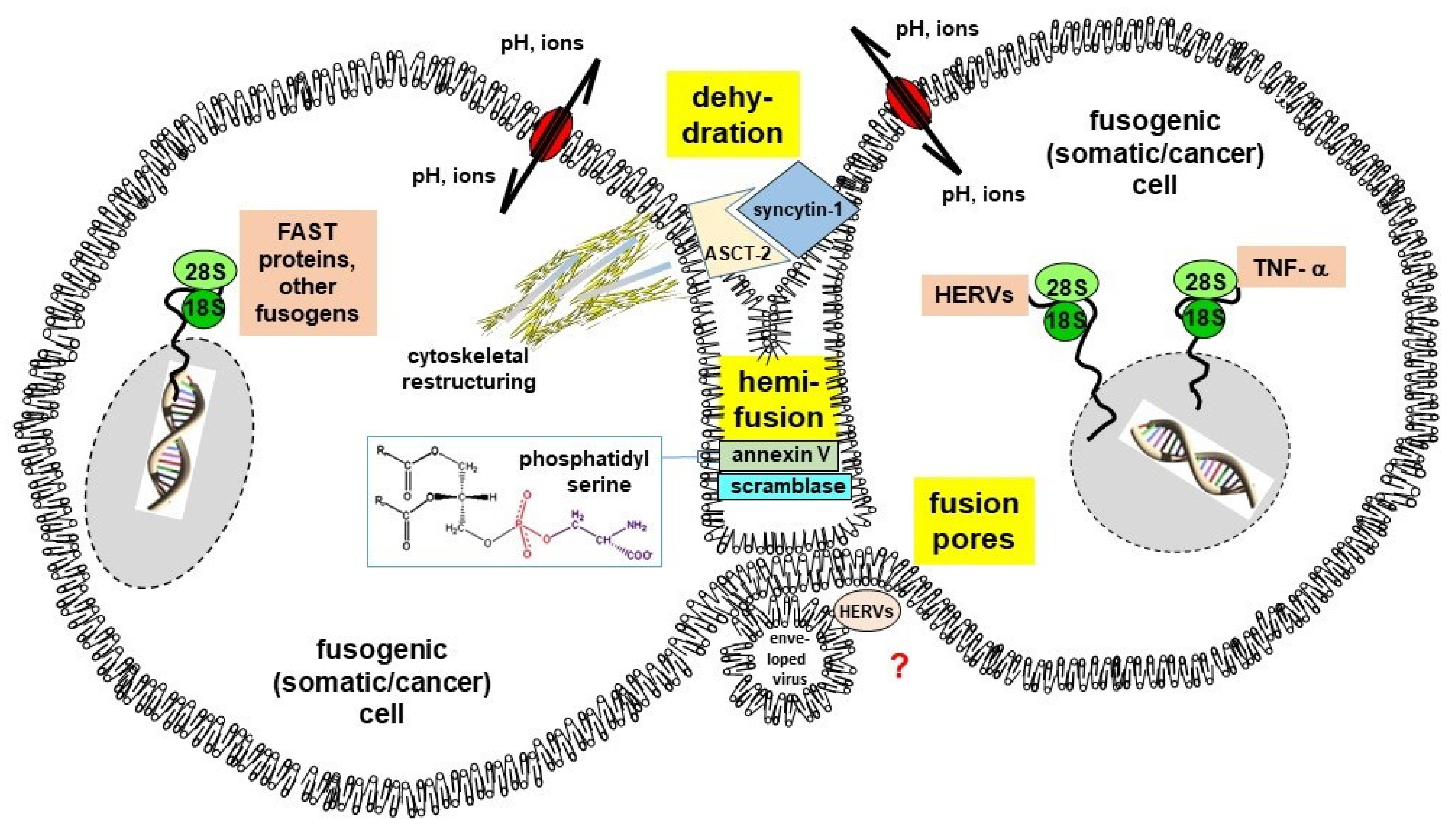 Cancers 13 05363 g001