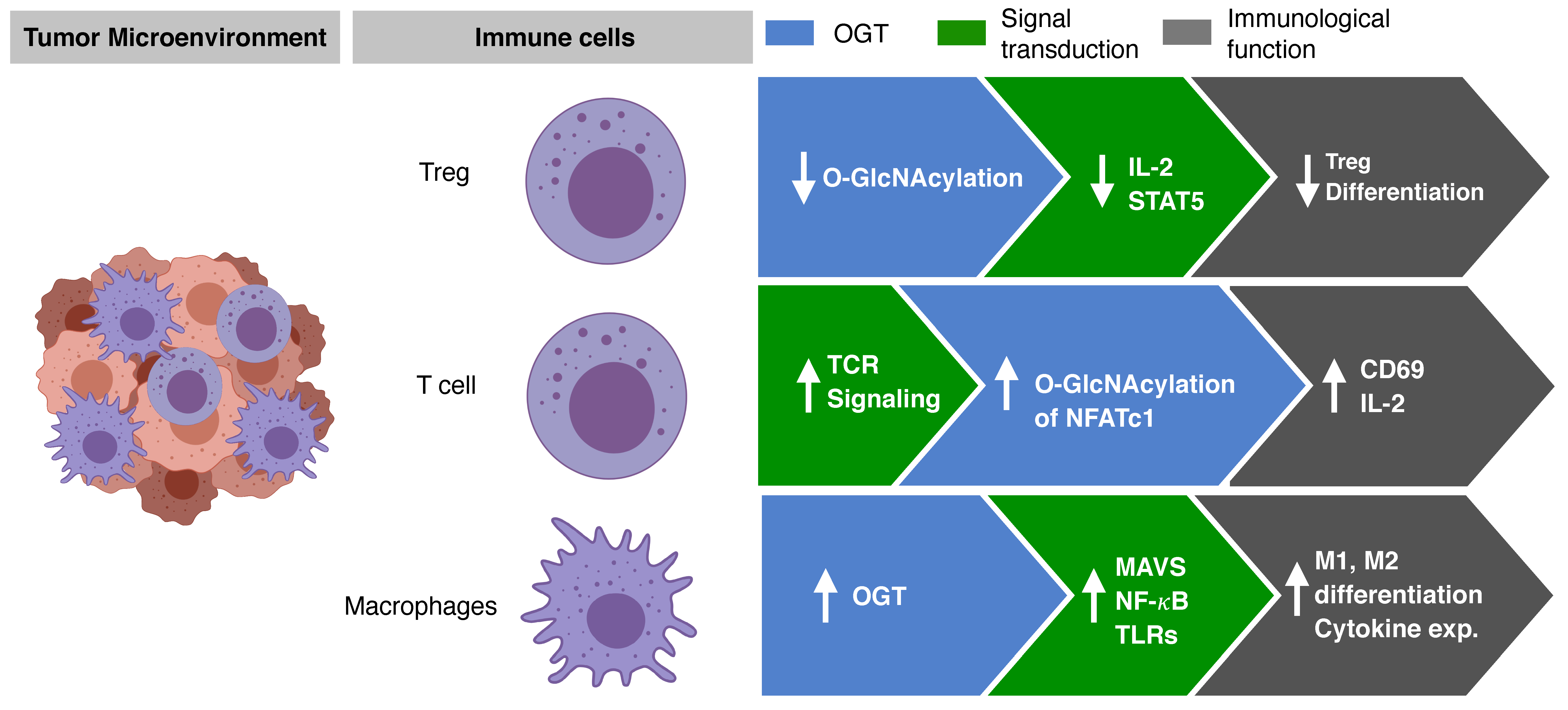 Cancers 13 05365 g004