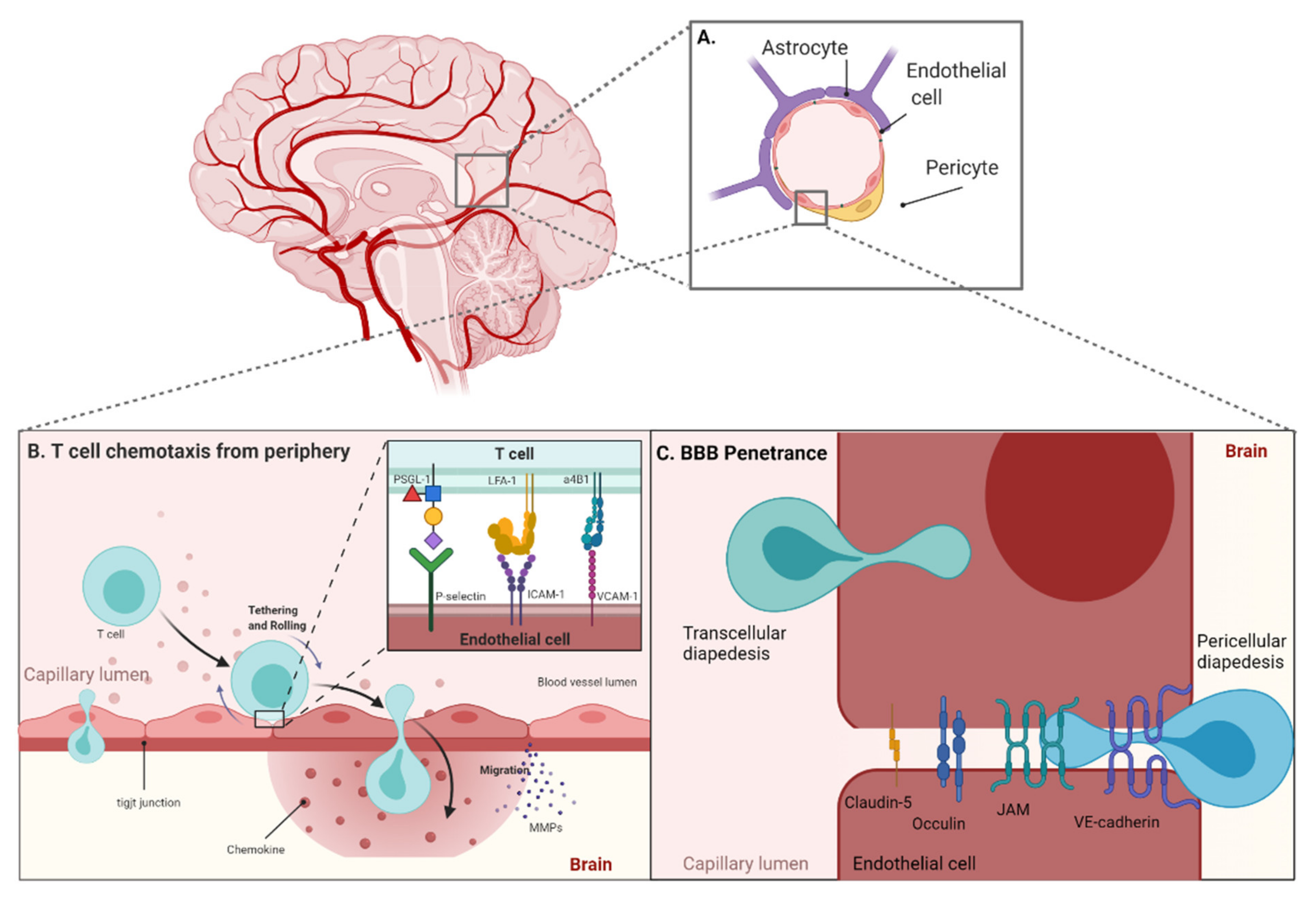 Cancers 13 05367 g001