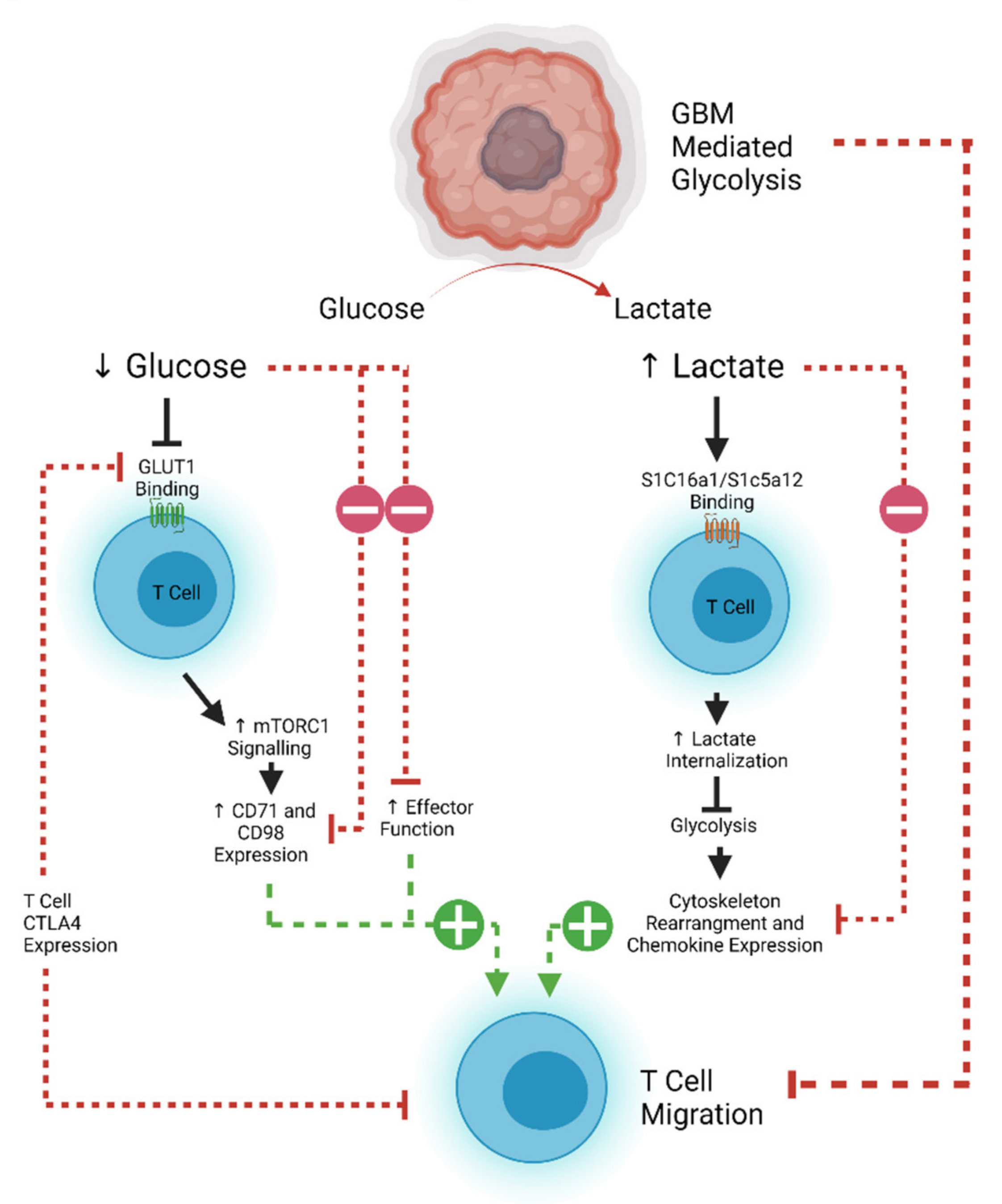 Cancers 13 05367 g002