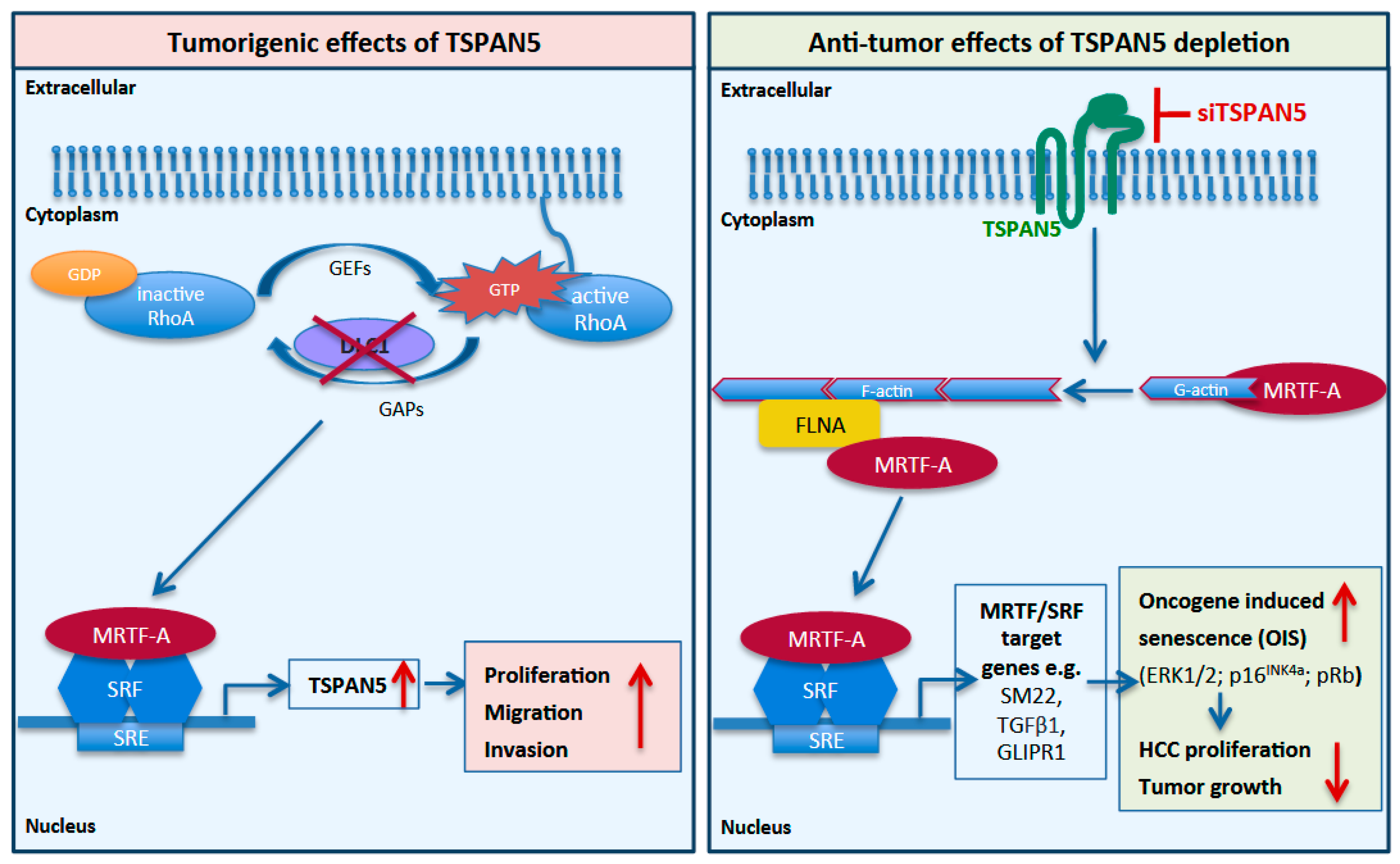 Cancers 13 05373 g008