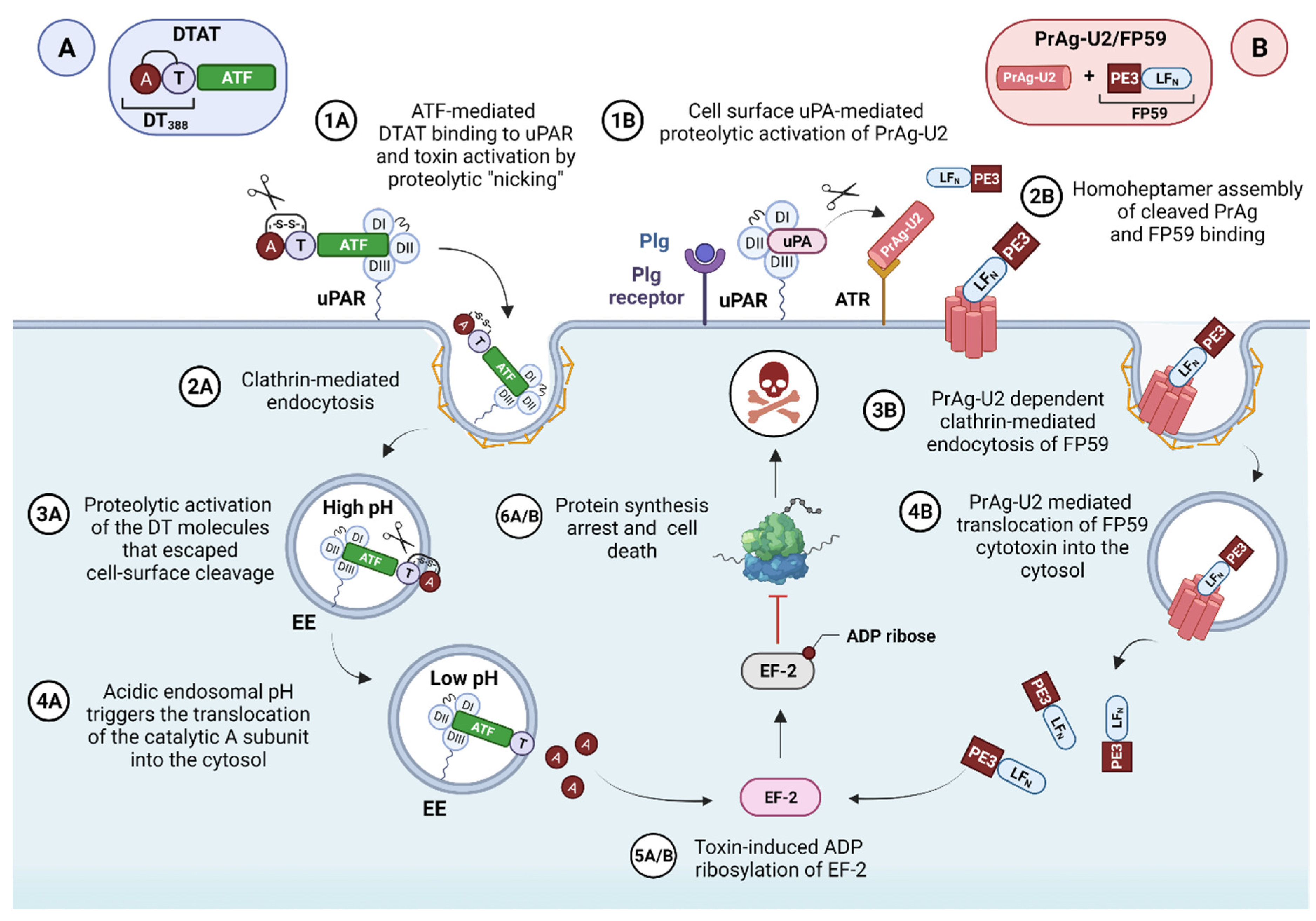 Cancers 13 05376 g007