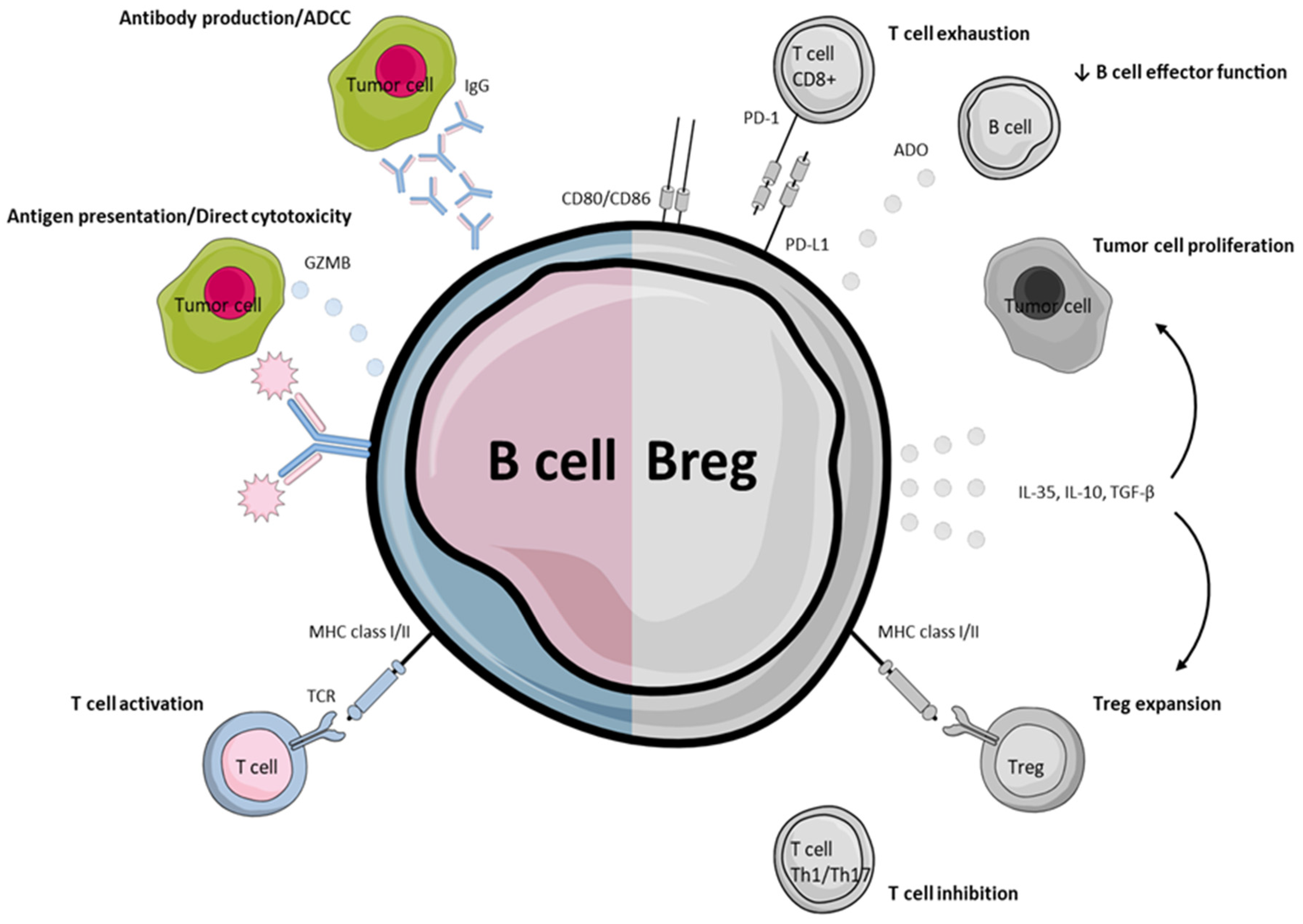 Cancers 13 05383 g001