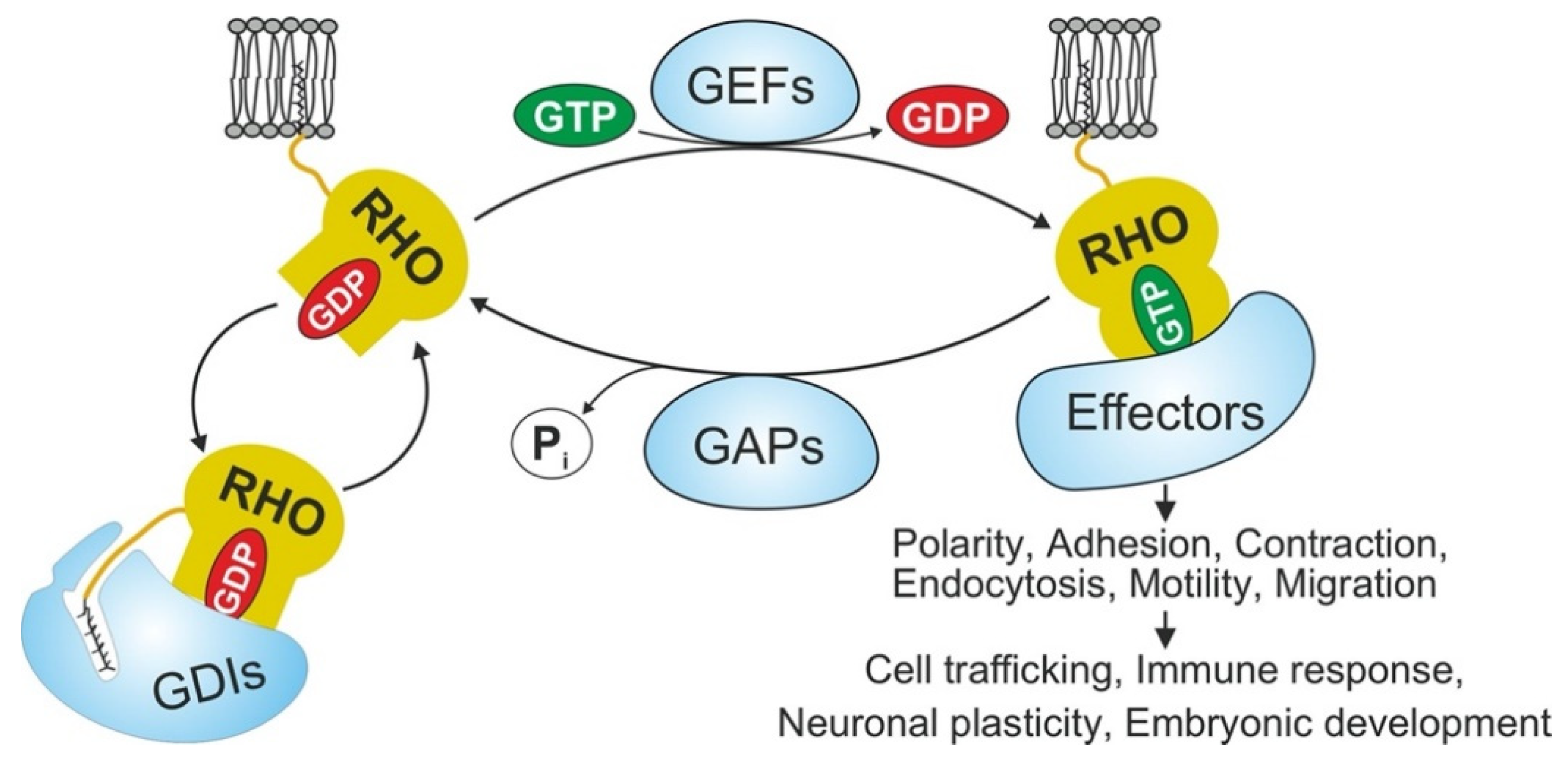 Cancers 13 05386 g001