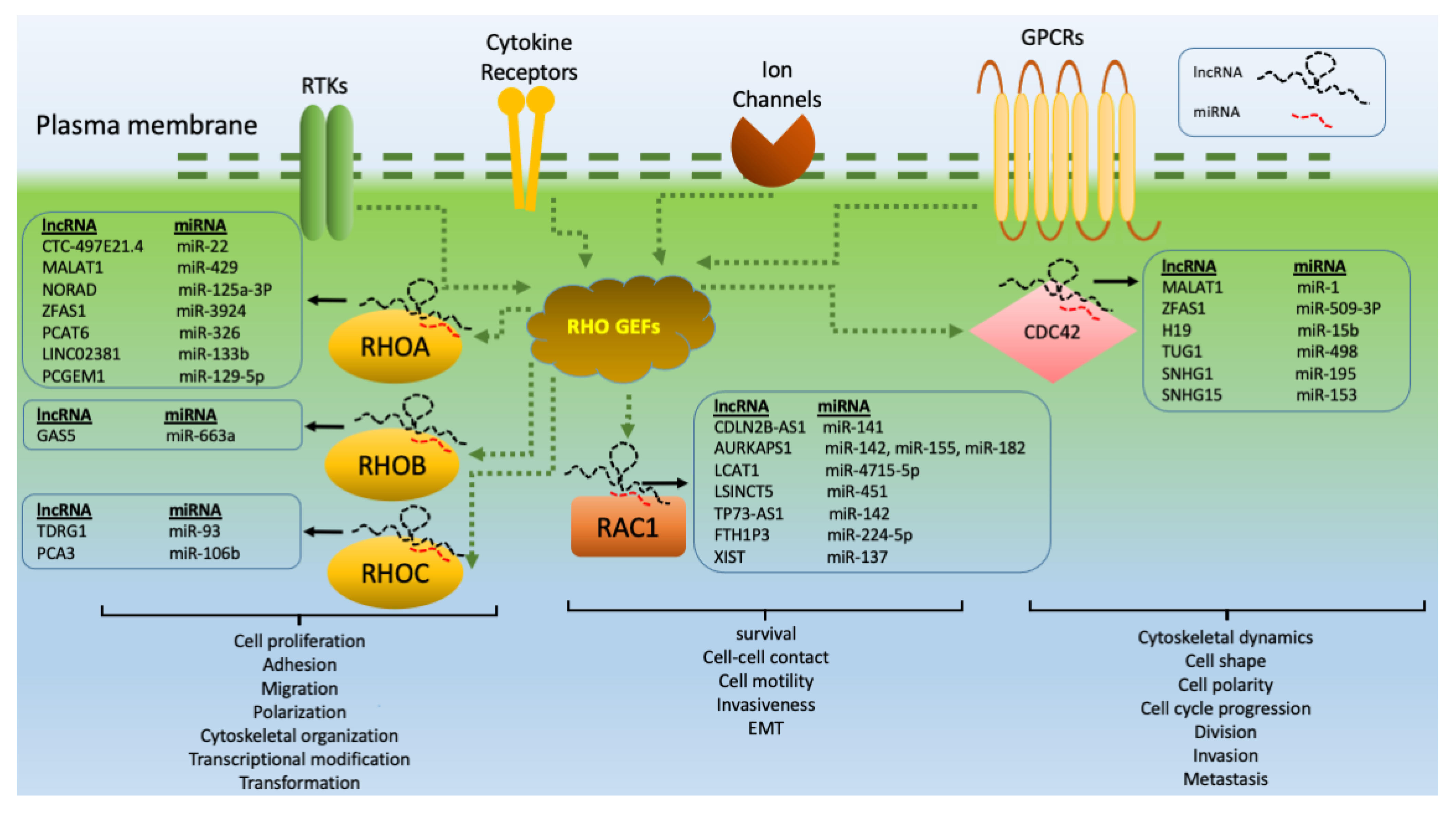 Cancers 13 05386 g002
