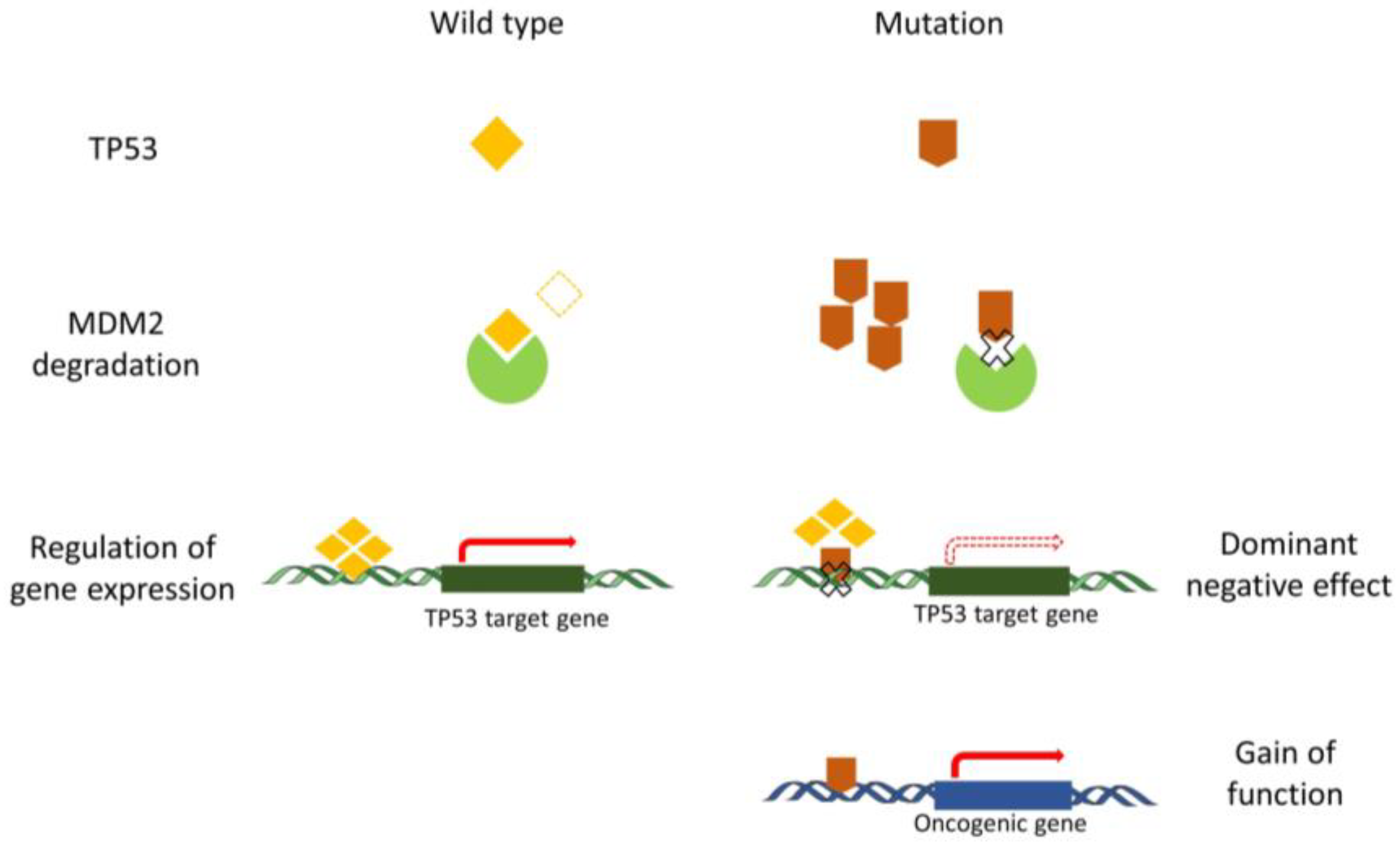 Cancers 13 05392 g001 Cancers 13 05392 g001