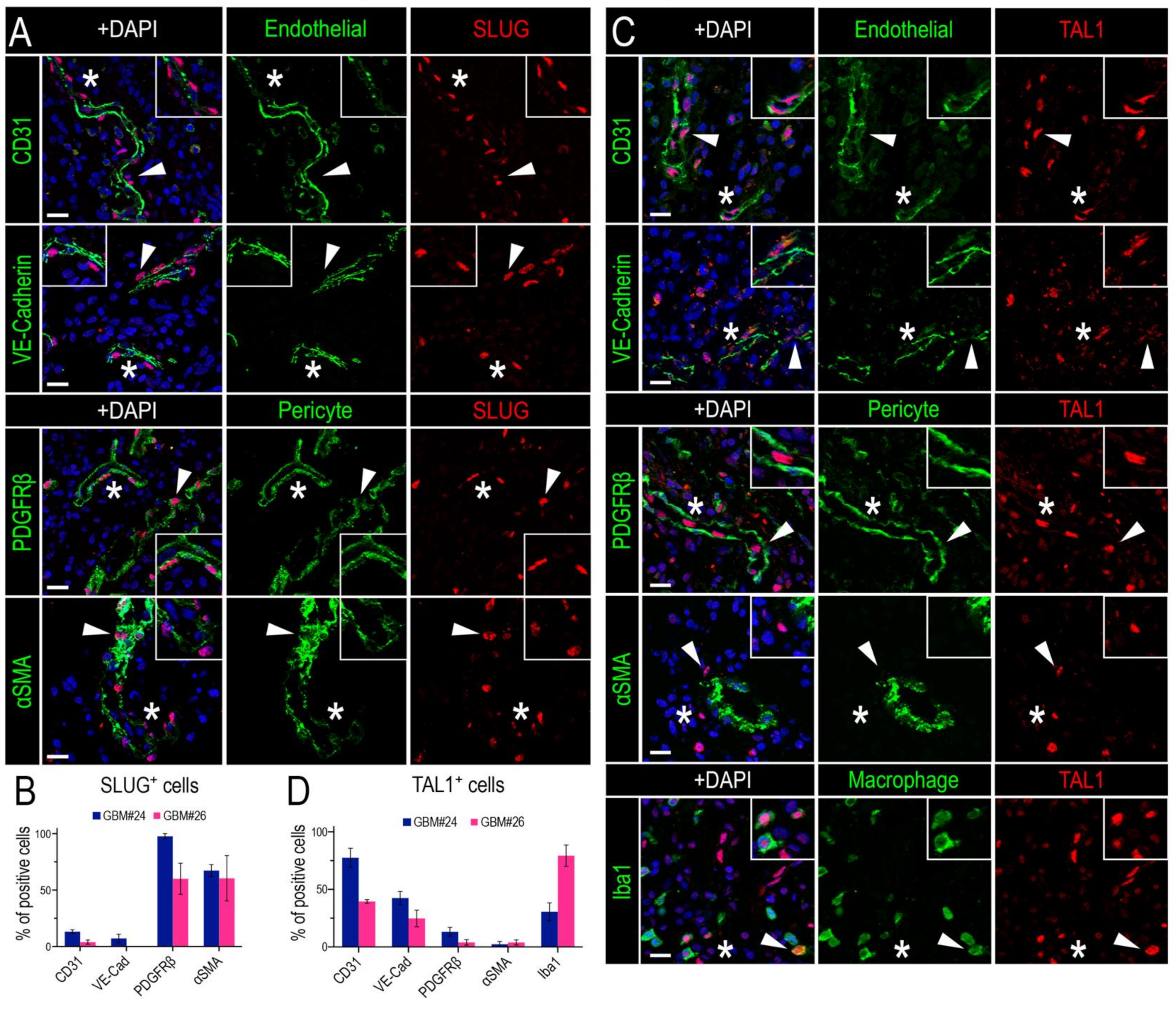 Cancers 13 05393 g004