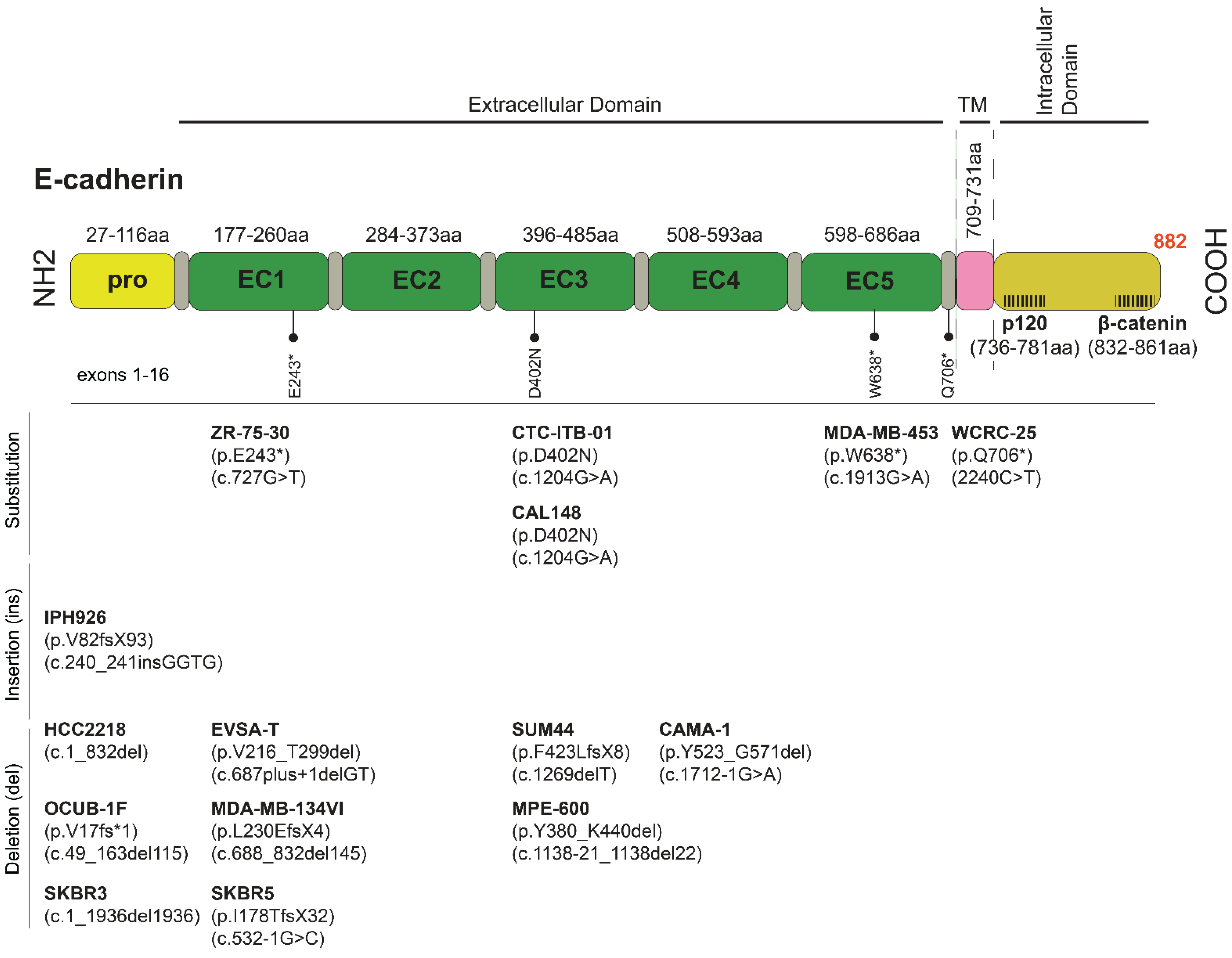 Cancers 13 05396 g002