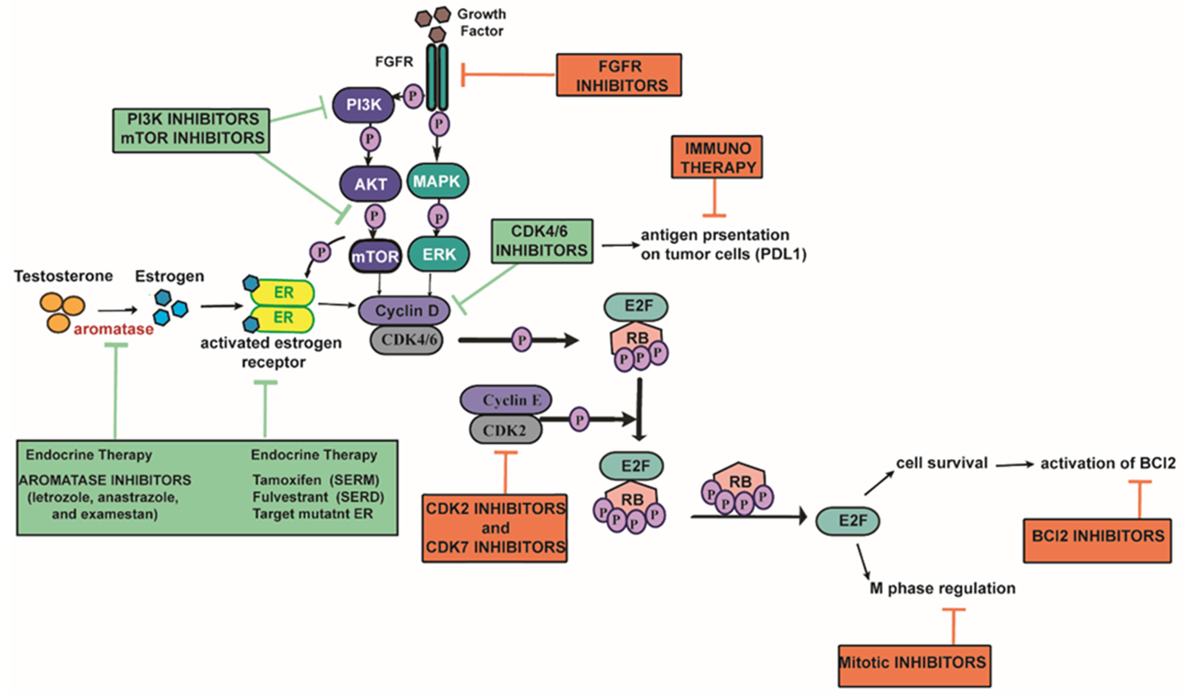 Cancers 13 05397 g002