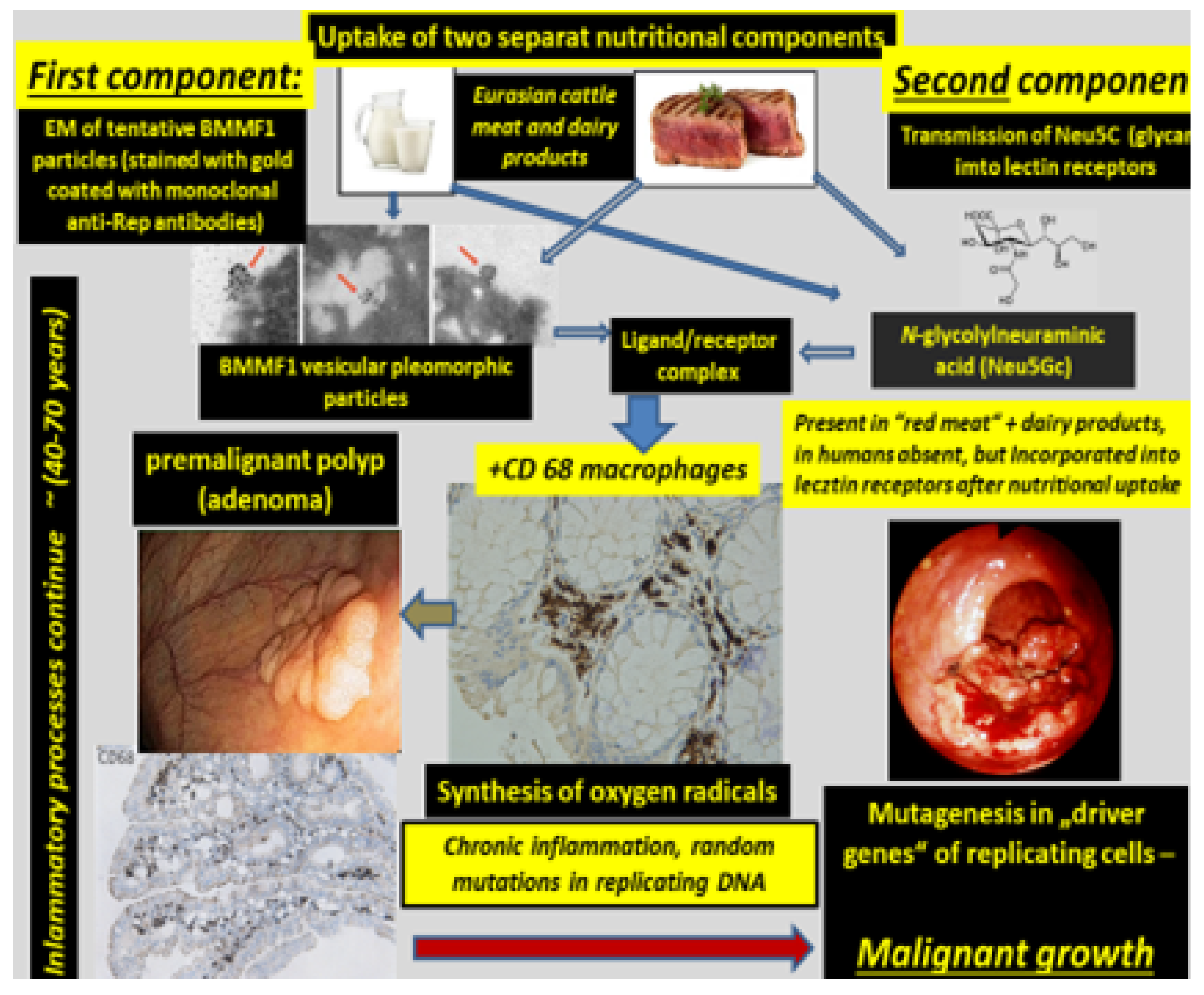 Cancers 13 05407 g005