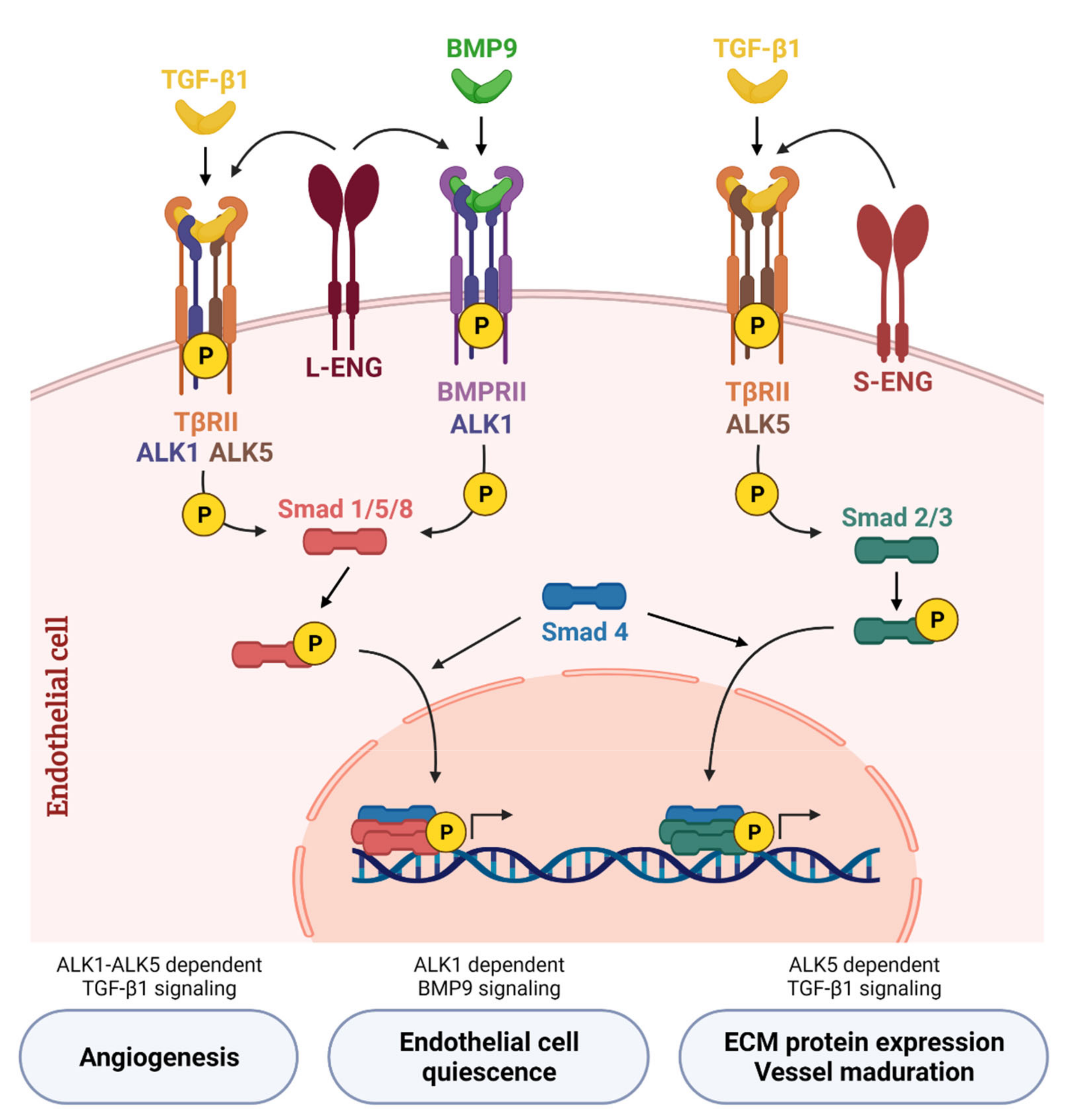 Cancers 13 05412 g002