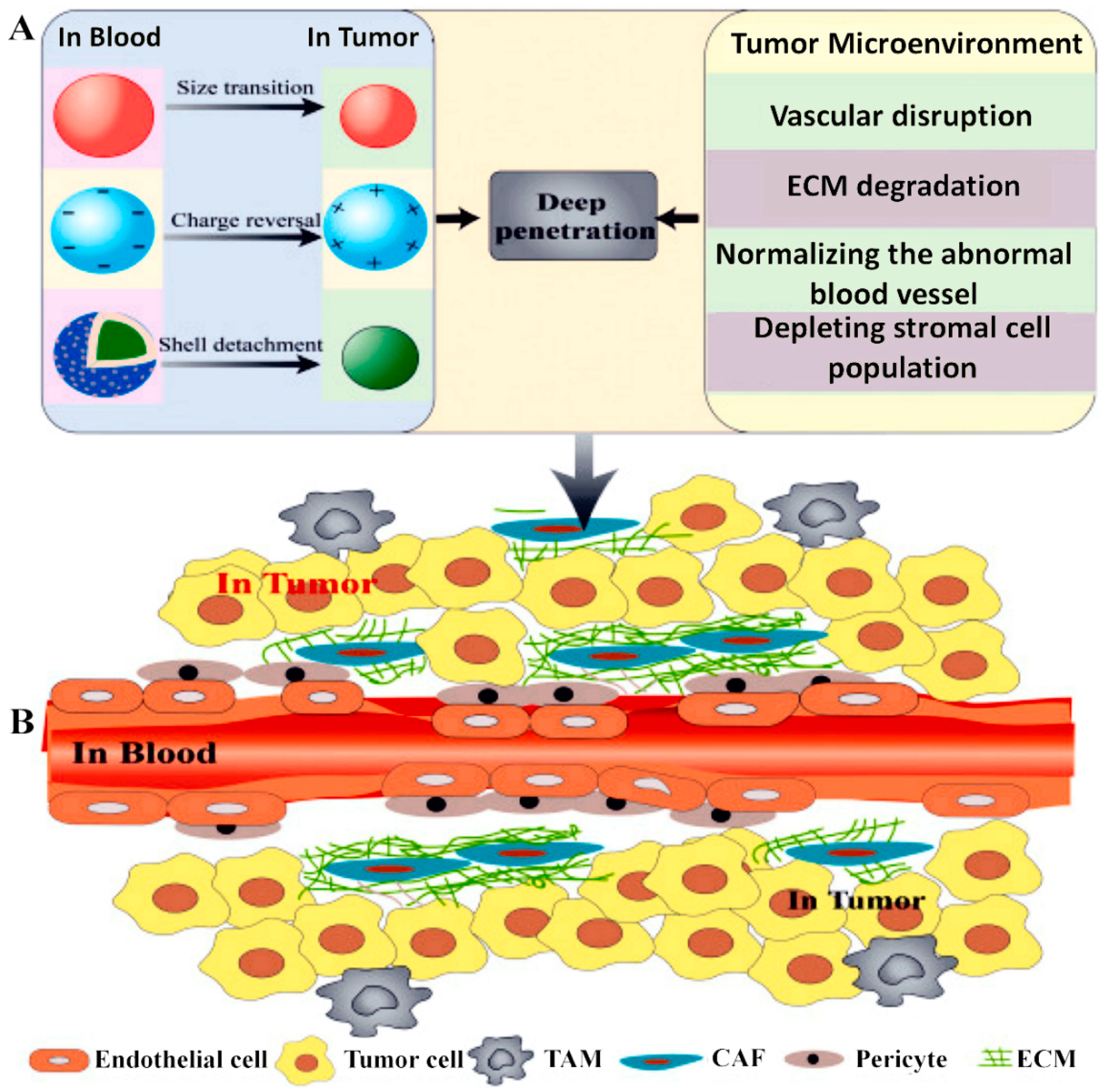 Cancers 13 05414 g003