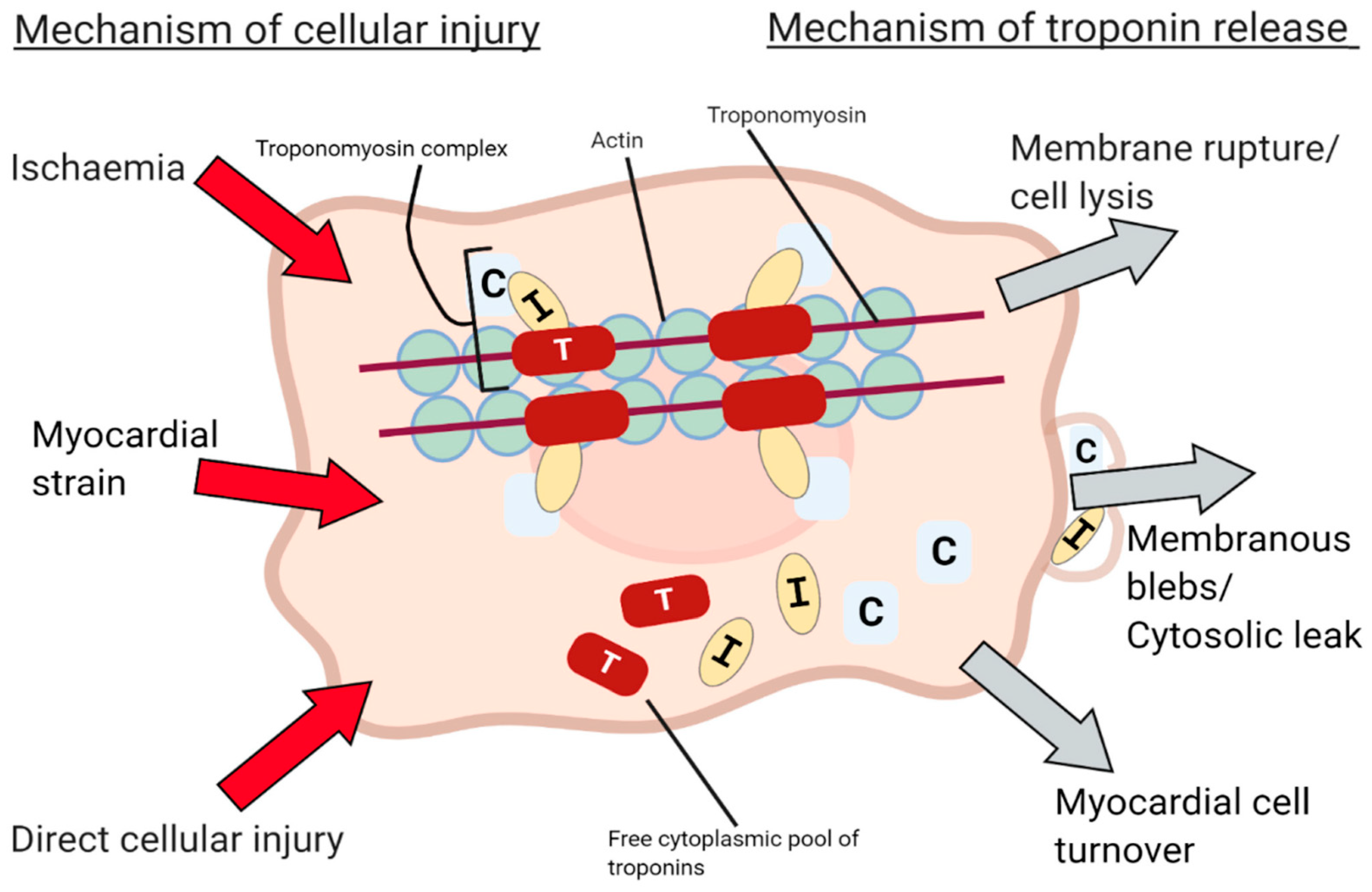 Cancers 13 05426 g002