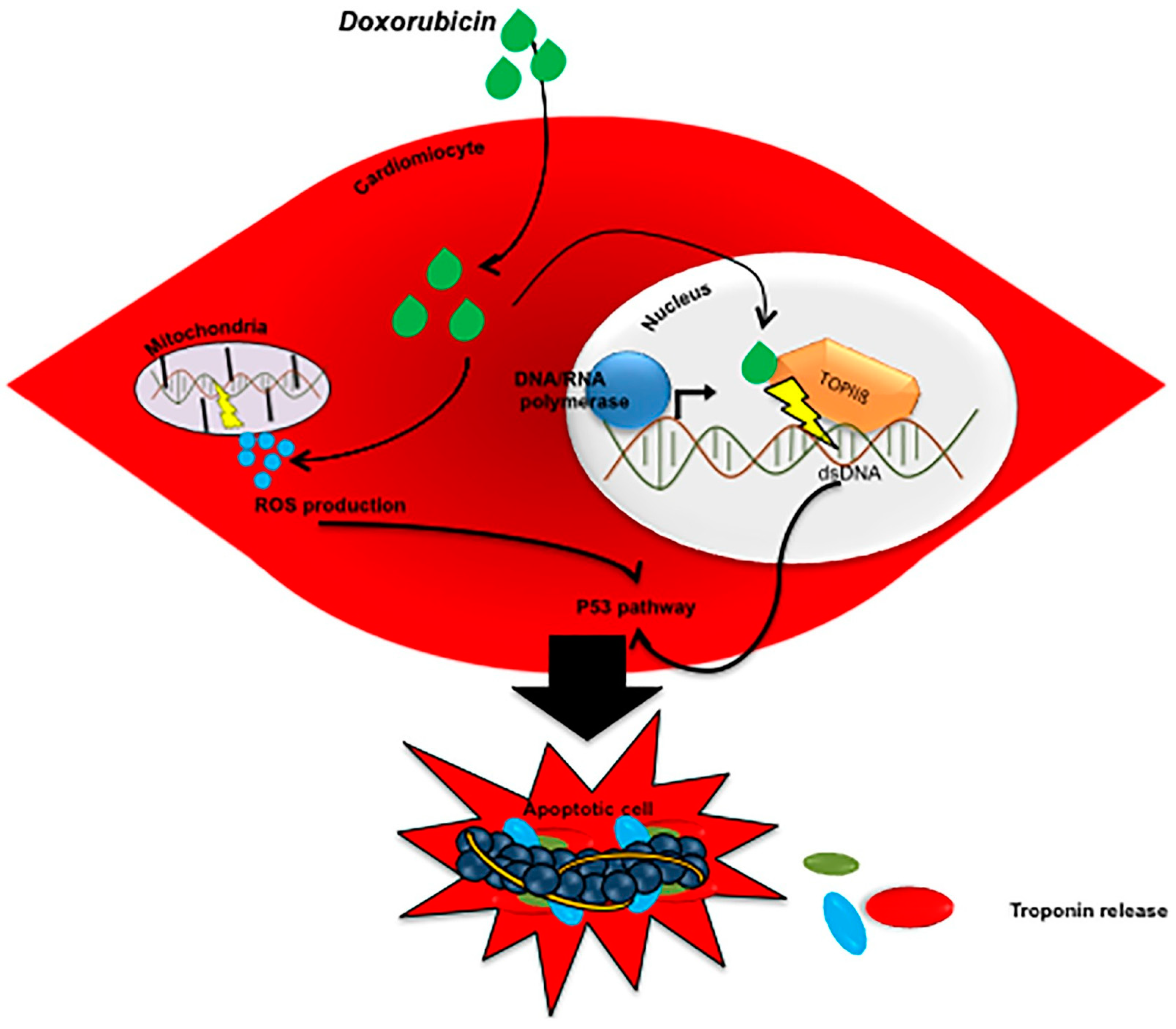 Cancers 13 05426 g003