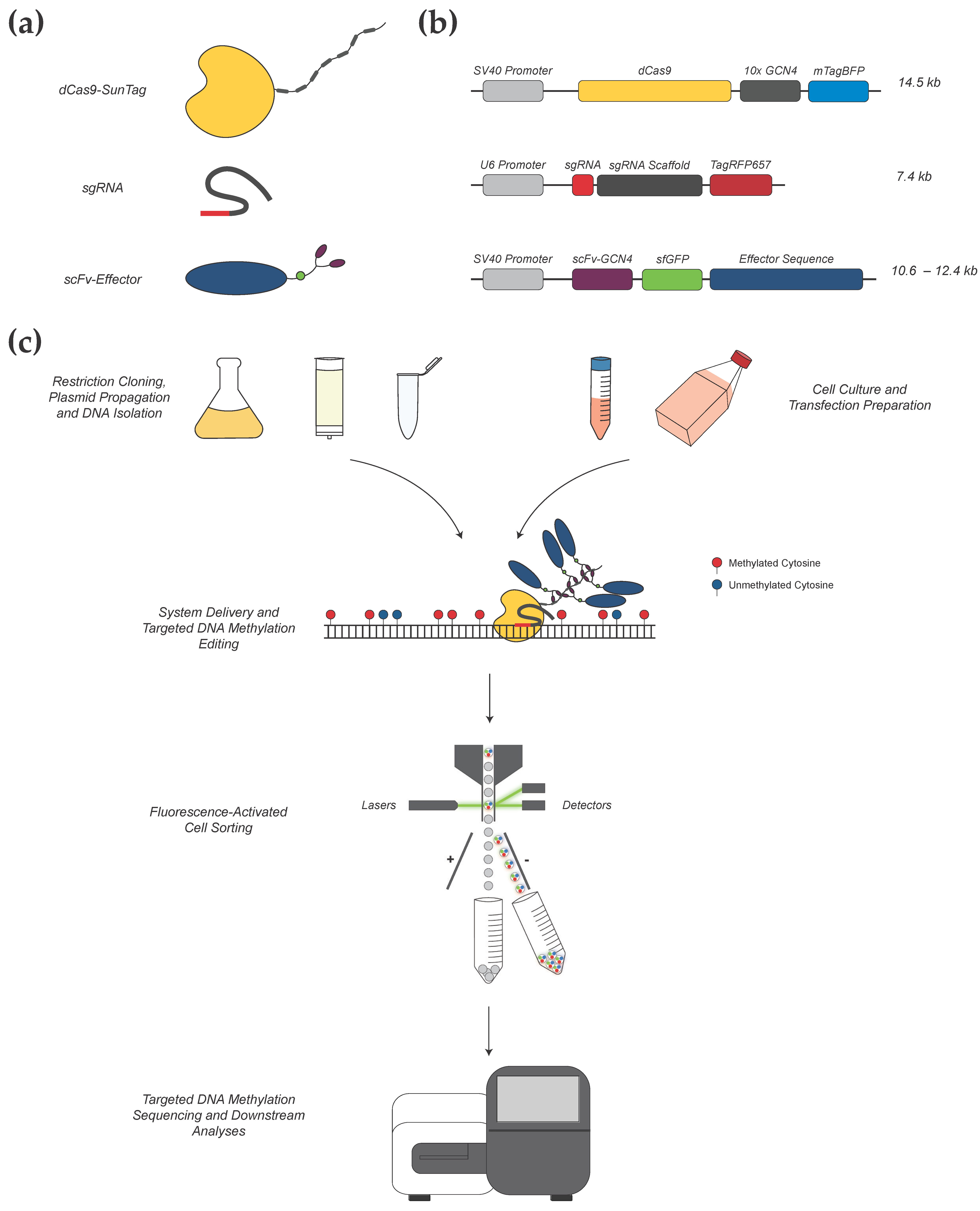 Cancers 13 05433 g001