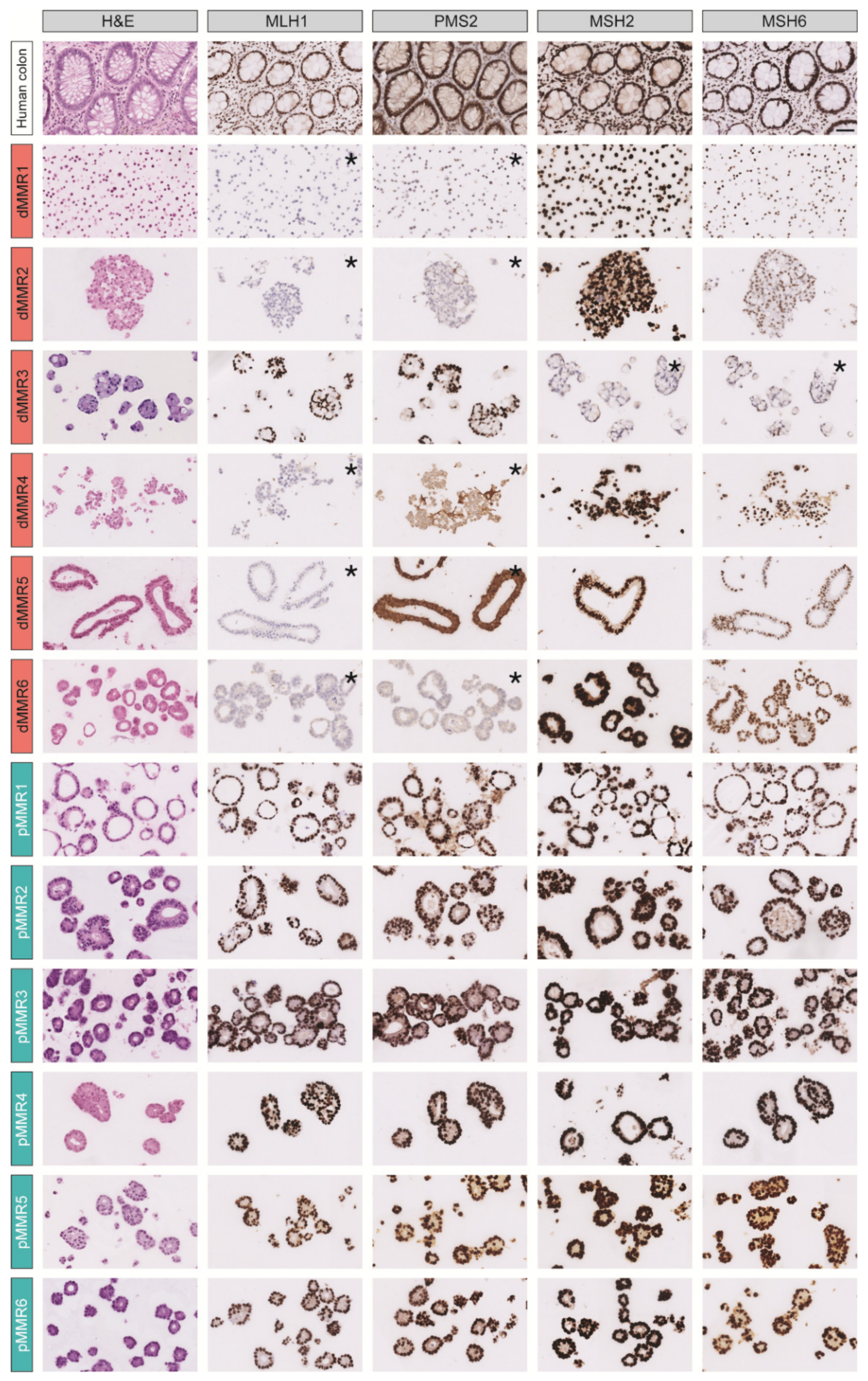 Cancers 13 05434 g001