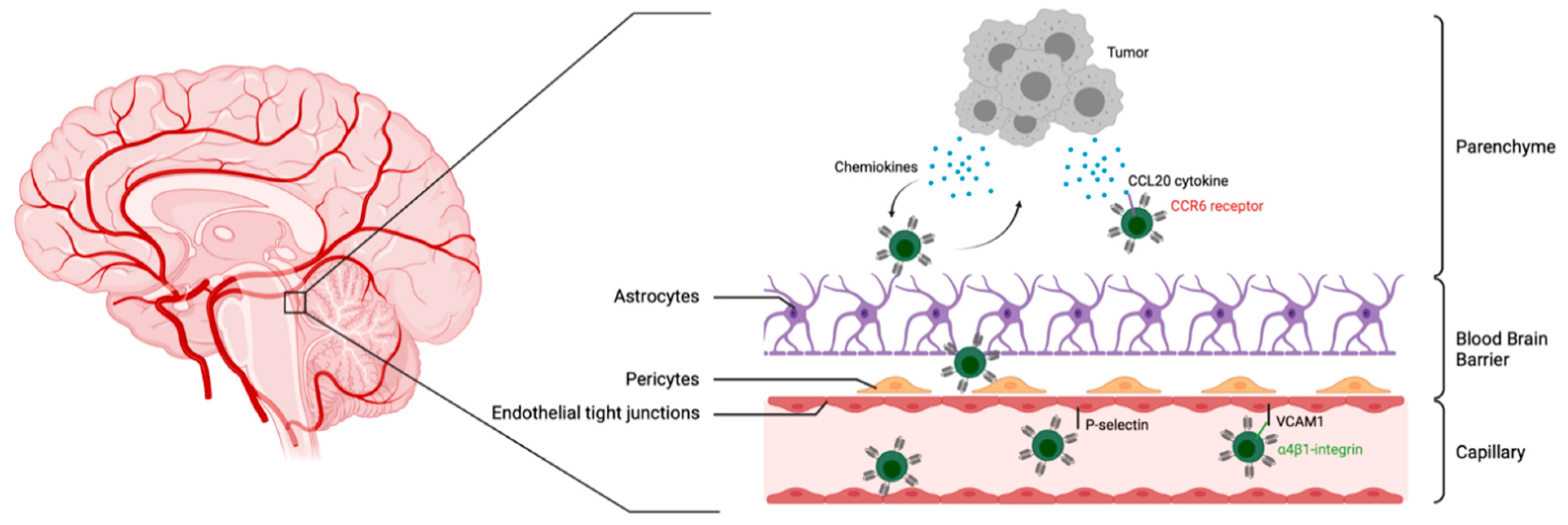 Cancers 13 05445 g002