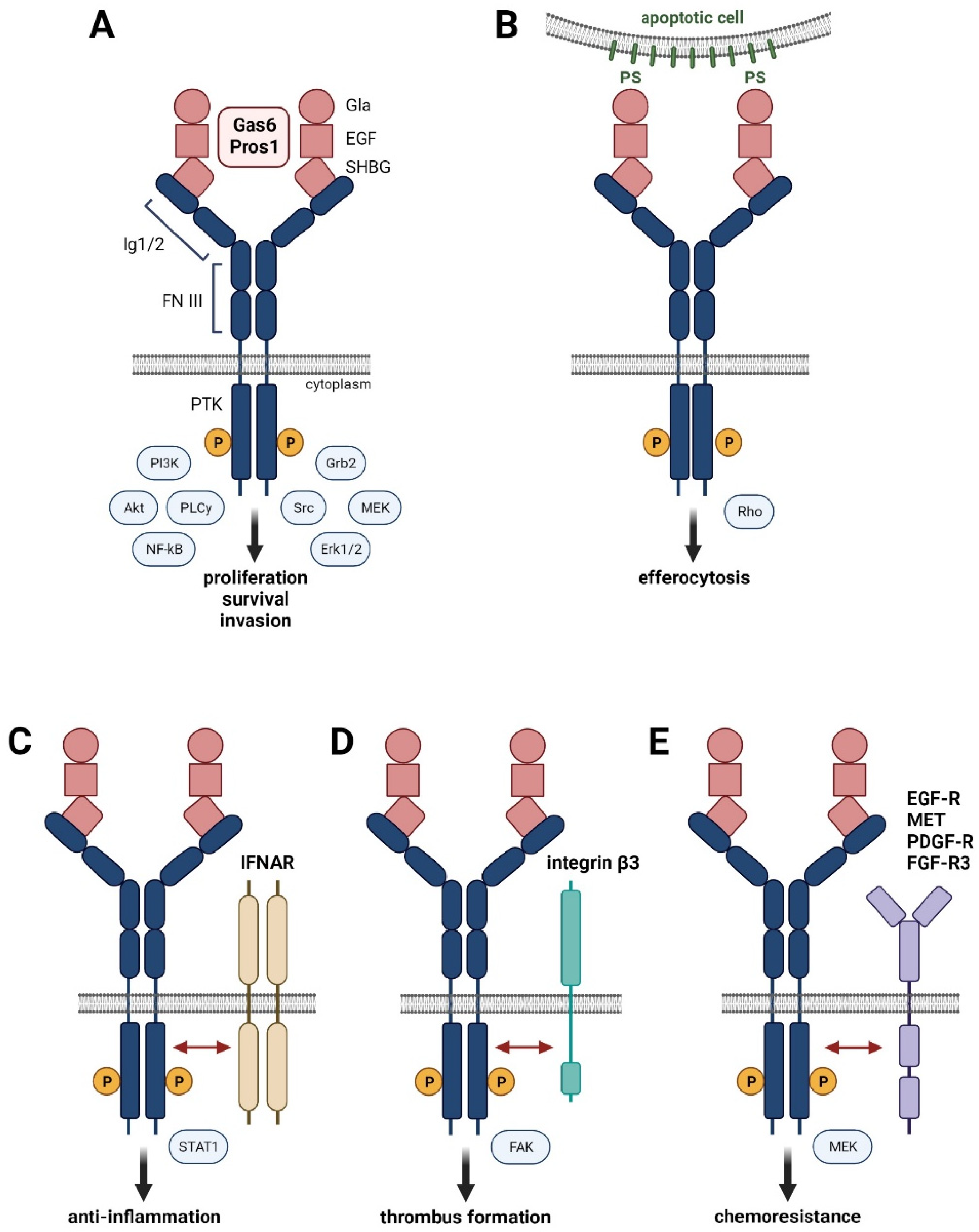 Cancers 13 05448 g001