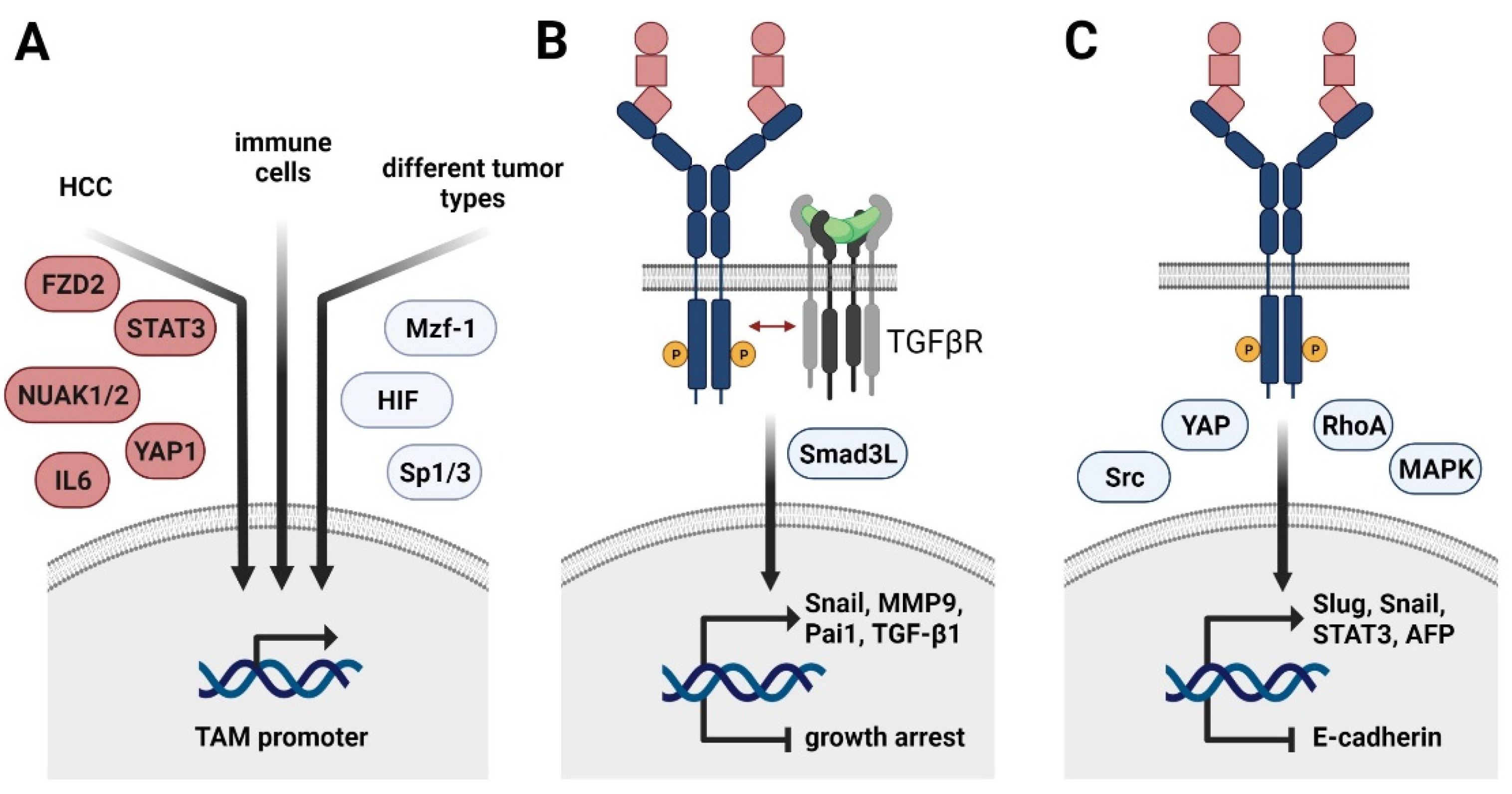 Cancers 13 05448 g002