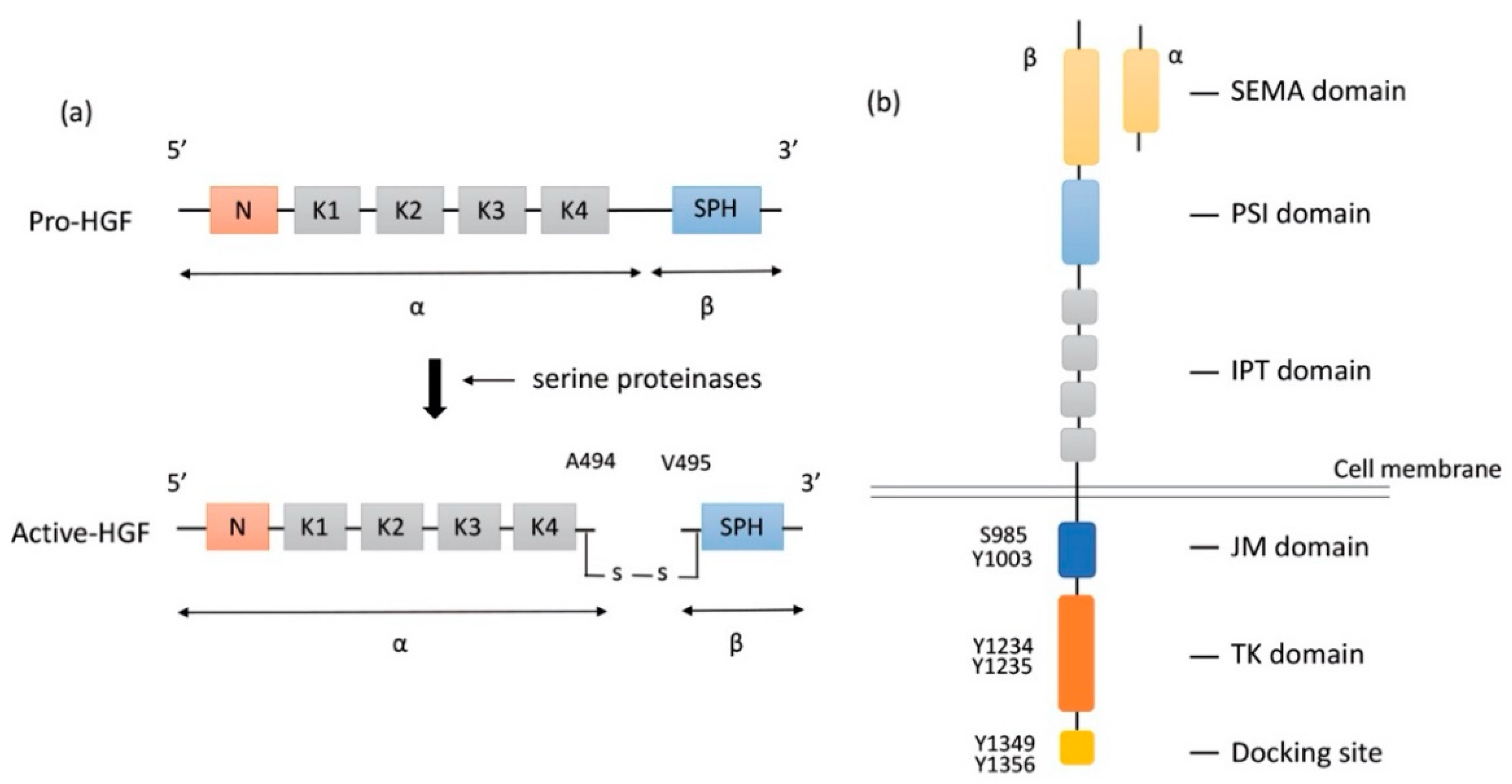 Cancers 13 05457 g001