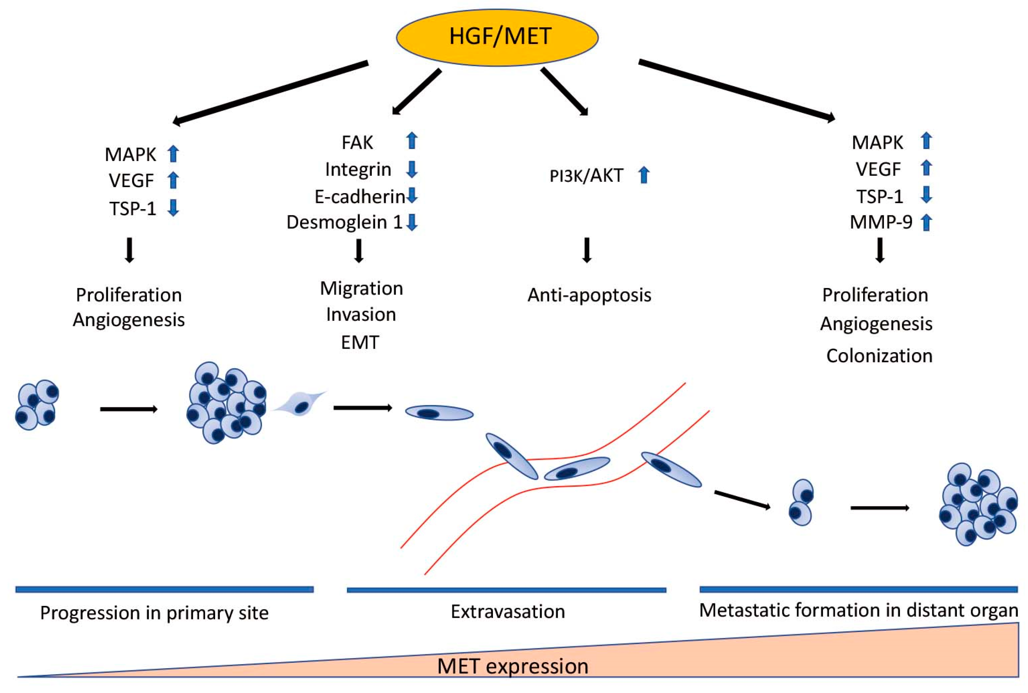 Cancers 13 05457 g003