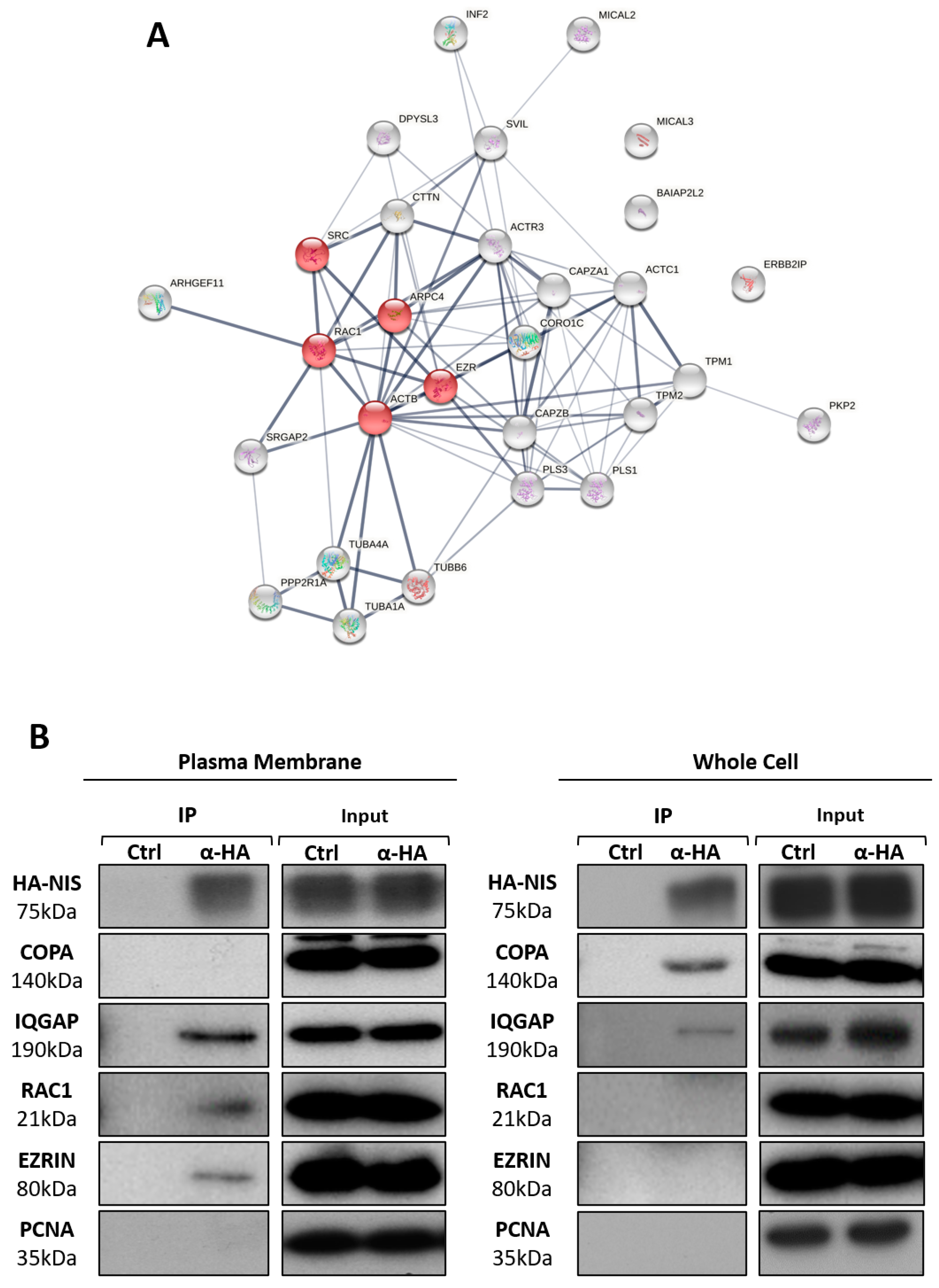Cancers 13 05460 g003